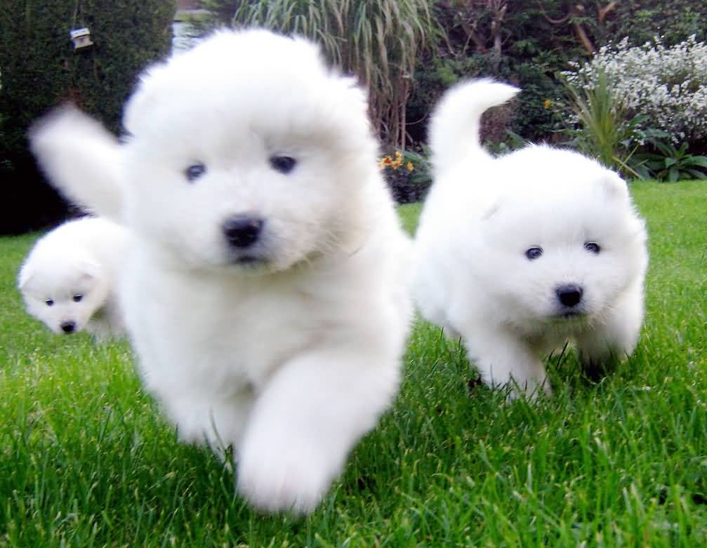 1 Wallpaper - Samoyed Puppies L - HD Wallpaper 