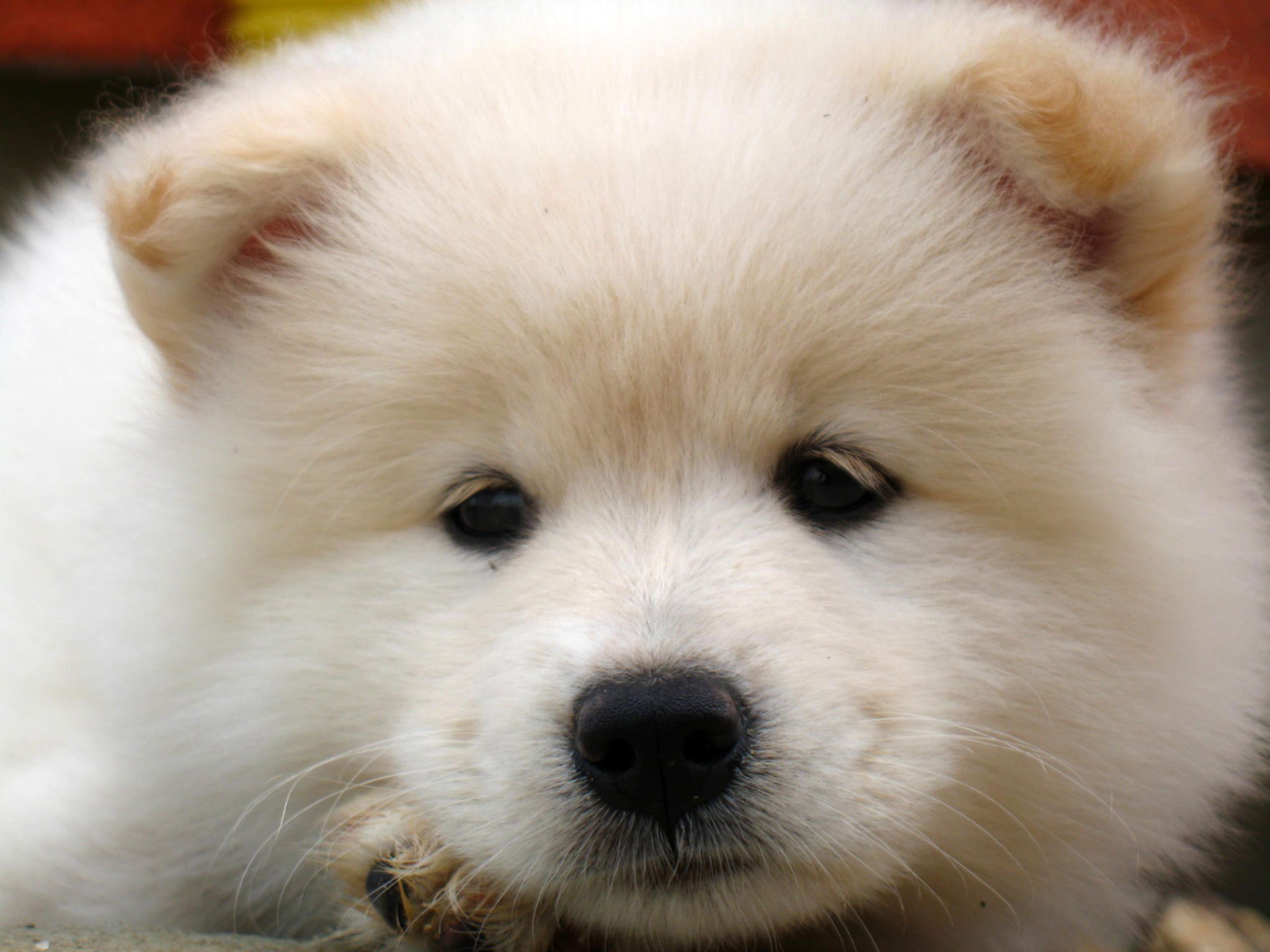 Samoyed Puppy Background Desktop - HD Wallpaper 