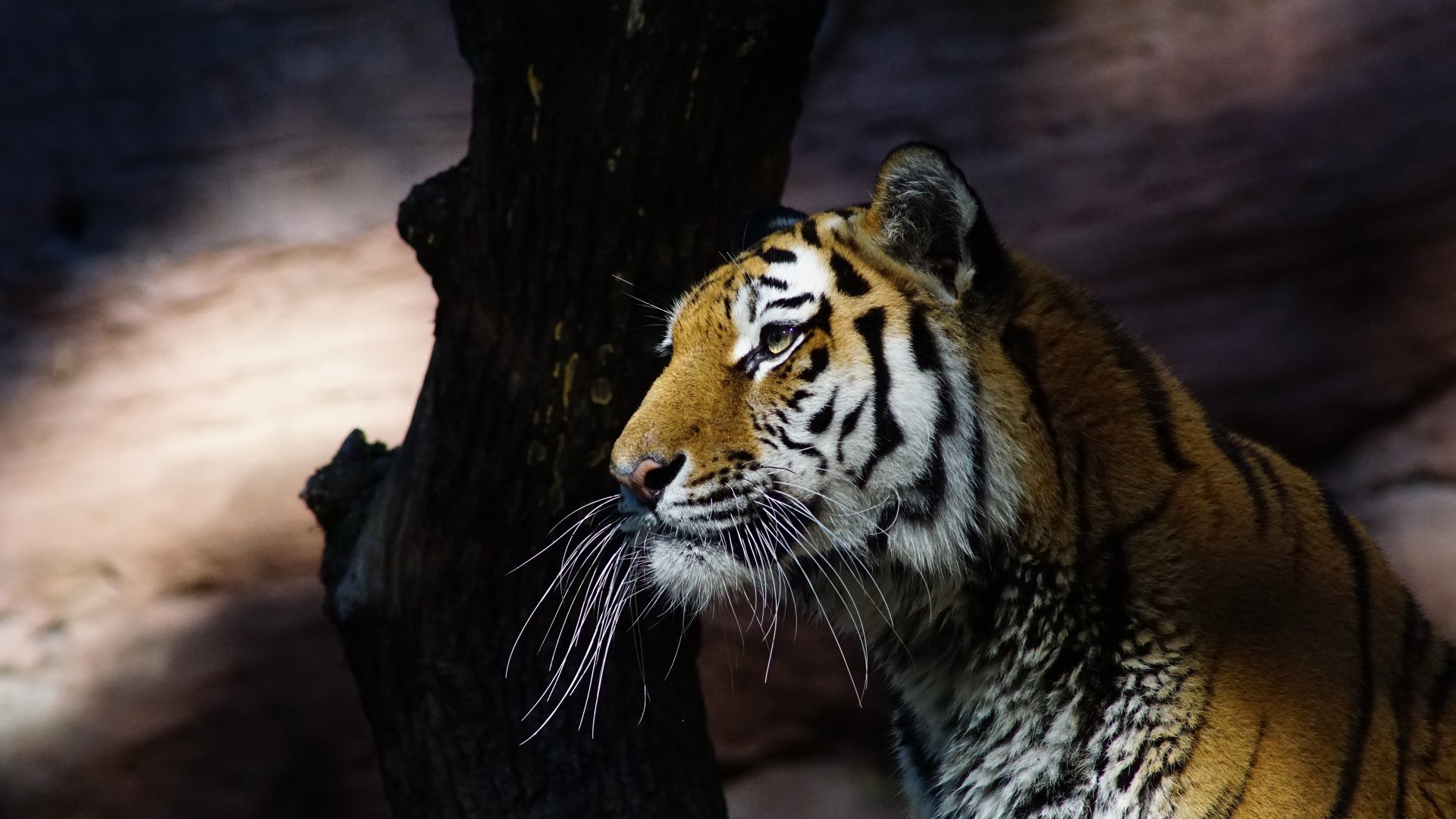 Glance Wallpaper Hd - HD Wallpaper 