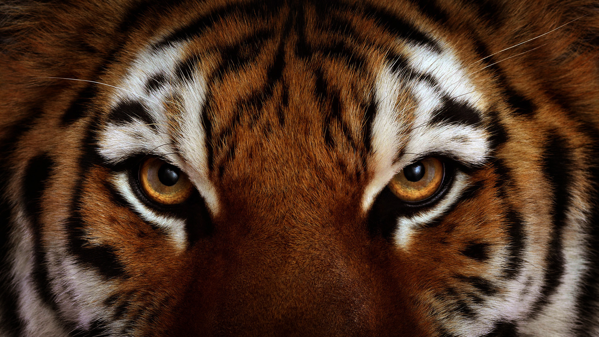 Tiger Eyes 1080p - HD Wallpaper 