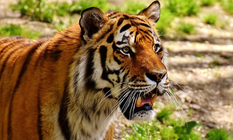 Tiger With Grass, Predator, Fur, Beautiful, Dangerous, - Tiger Muzzle - HD Wallpaper 