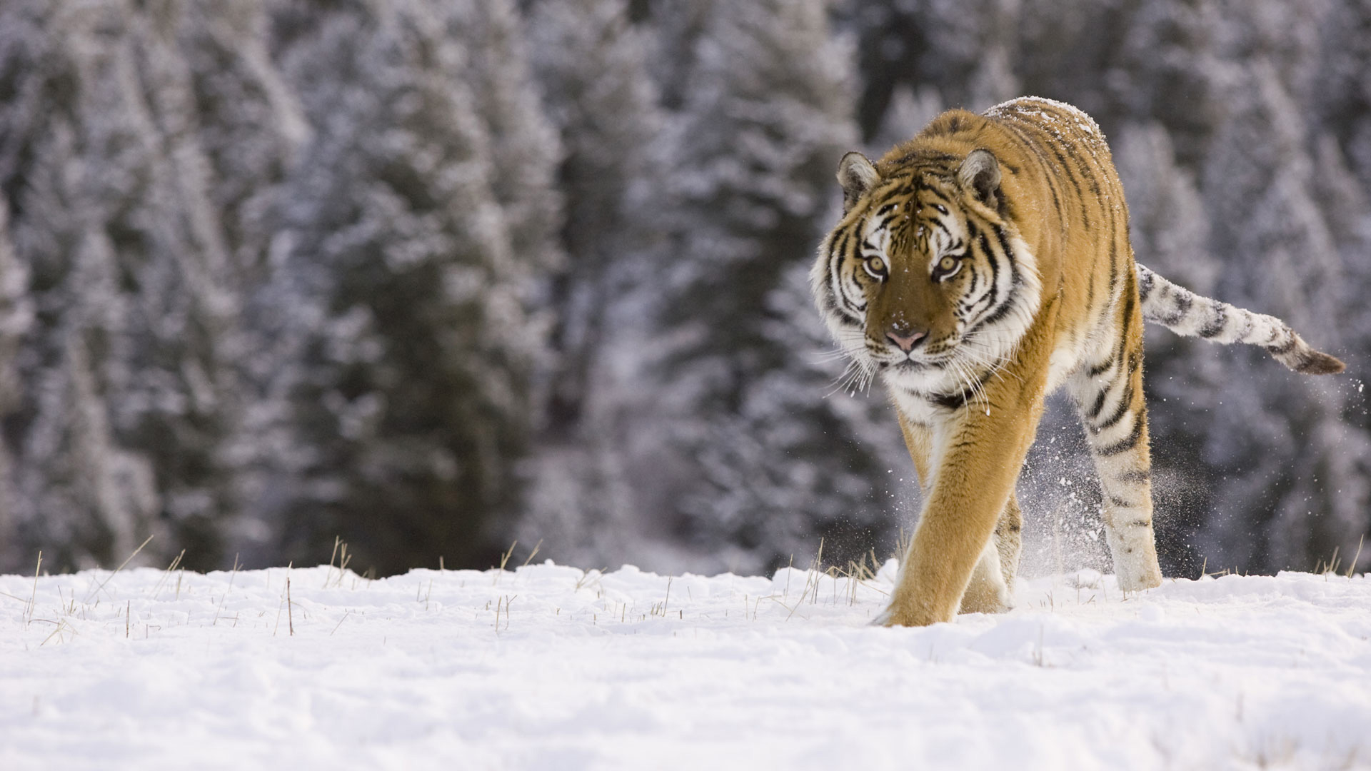 Siberian Tiger - HD Wallpaper 