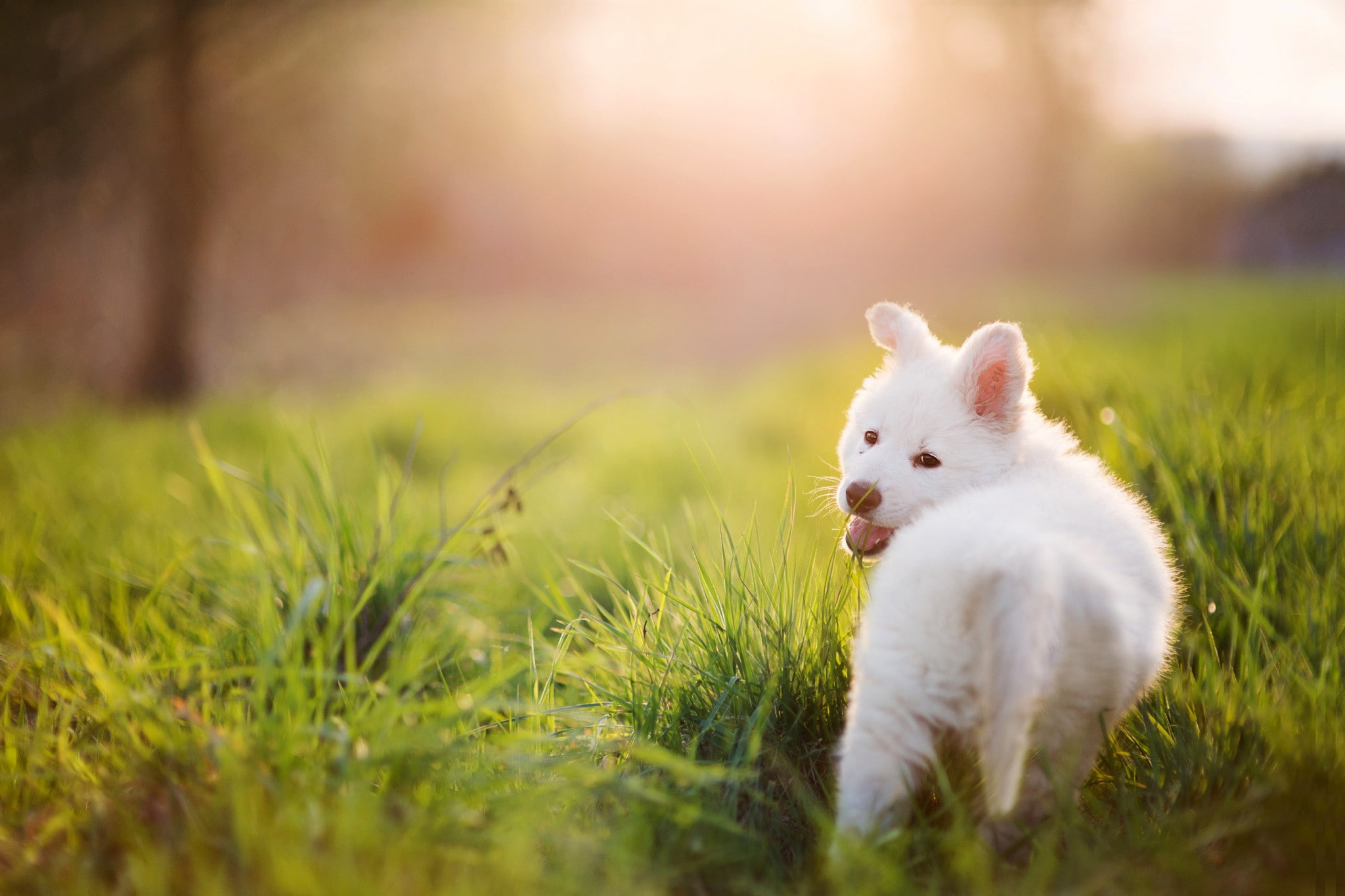 White Dog Sun - HD Wallpaper 
