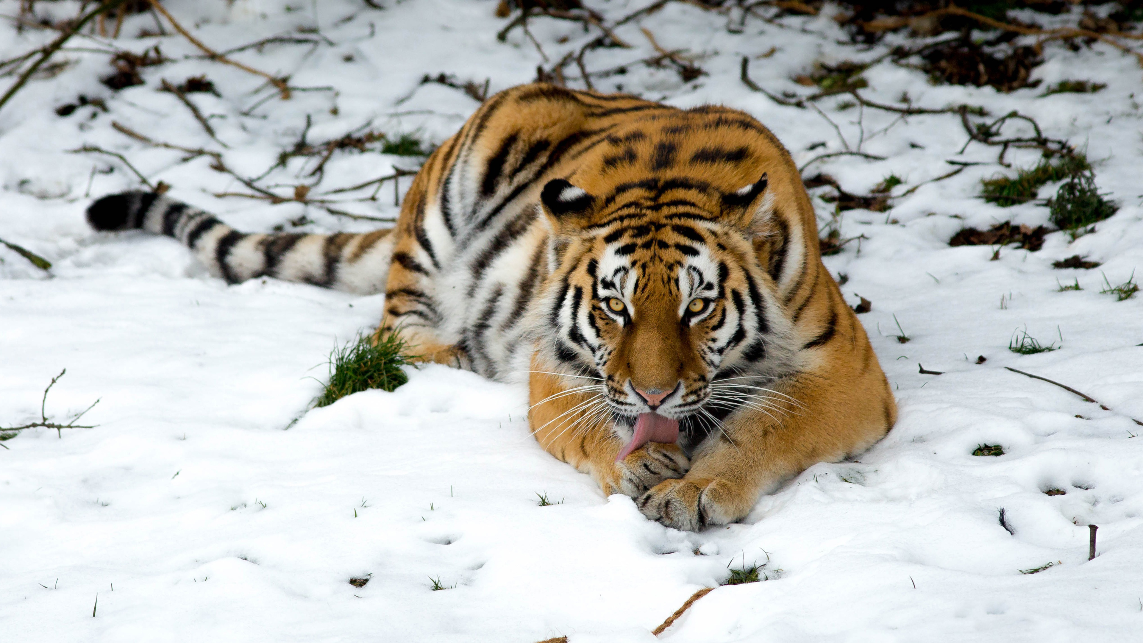 Tiger In Snow Wallpapers - HD Wallpaper 