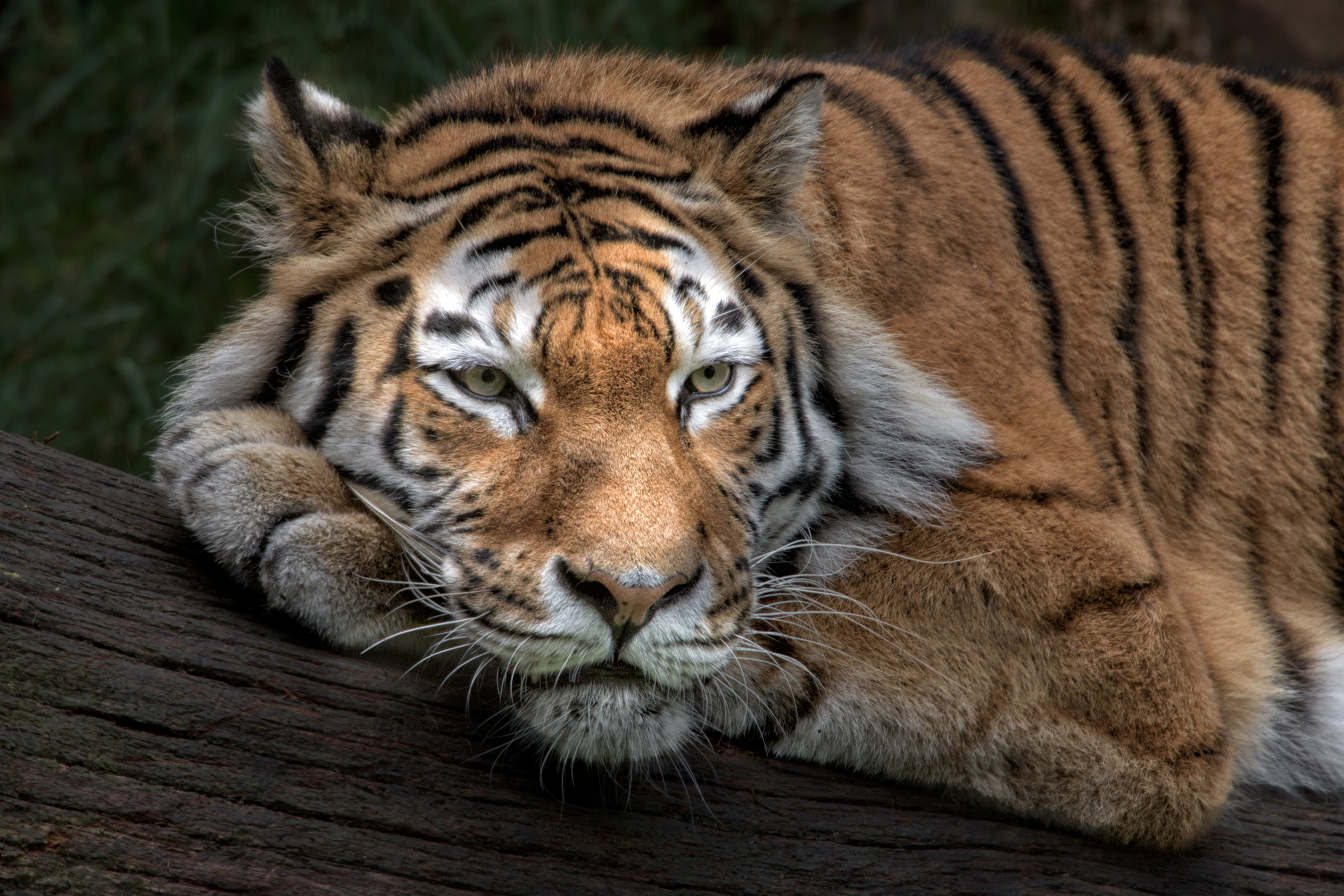 Siberian Tiger - HD Wallpaper 