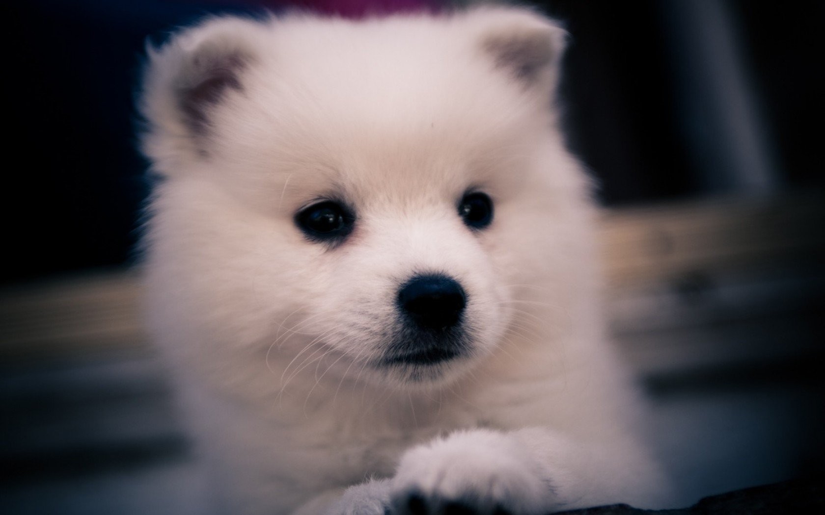 Puppies Wallpaper Hd Full Screen - HD Wallpaper 