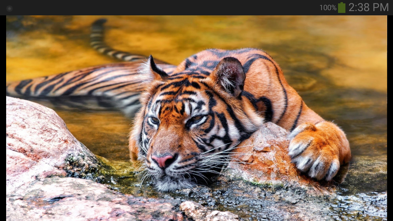 Tapeta Tygrys - HD Wallpaper 