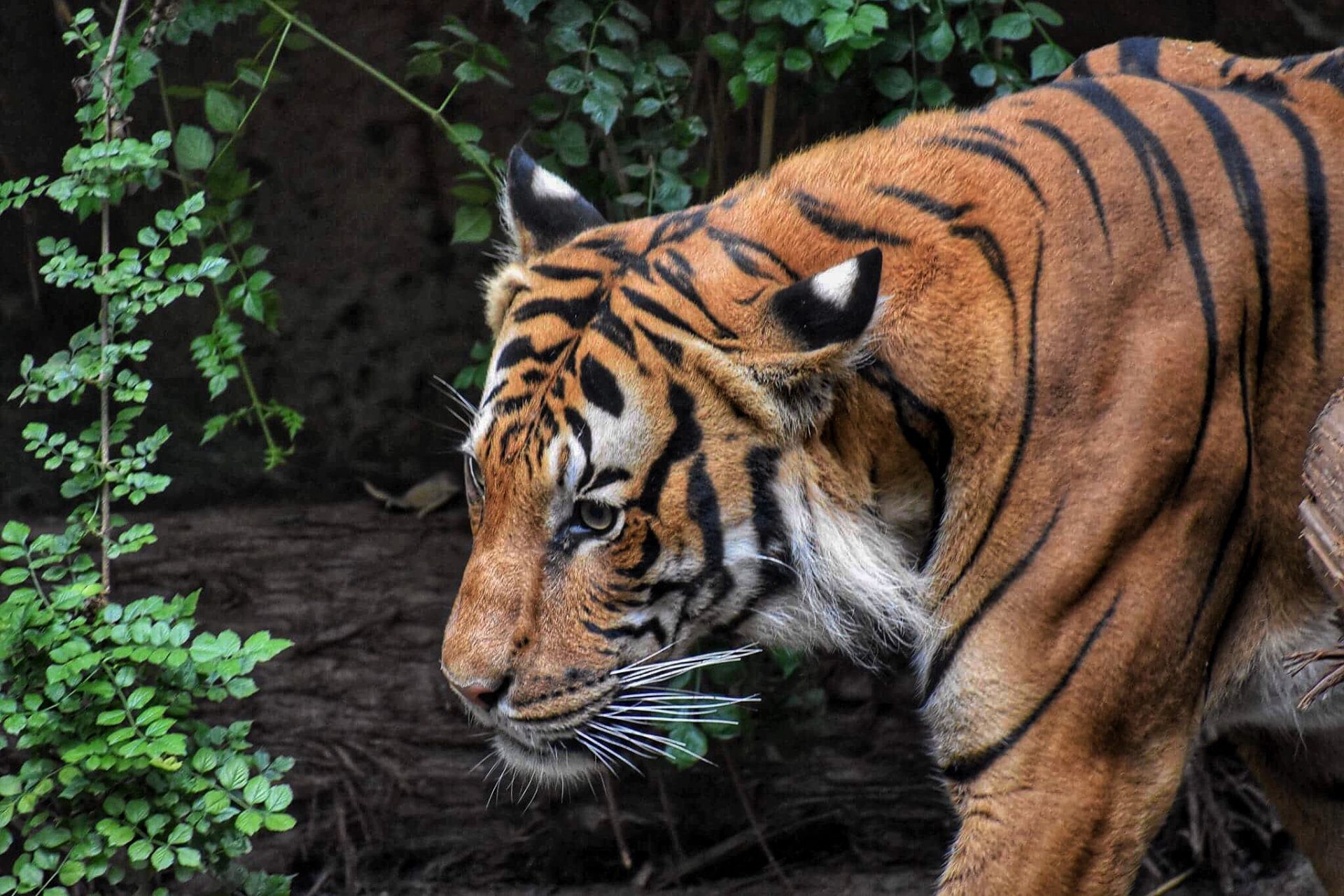 Angry Bengal Tiger Hd Background - Native Animals In Bali - 1920x1280 Wallpaper Angry Bengal Tiger Hd Background - Native Animals In Bali - 1920x1280 Wallpaper