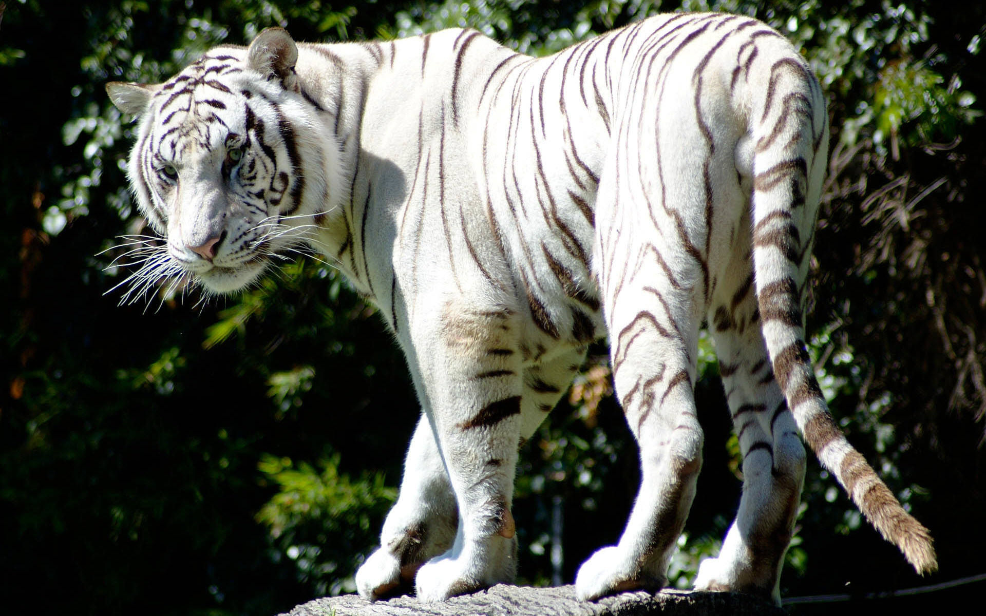 Hd Pics White Tiger - HD Wallpaper 