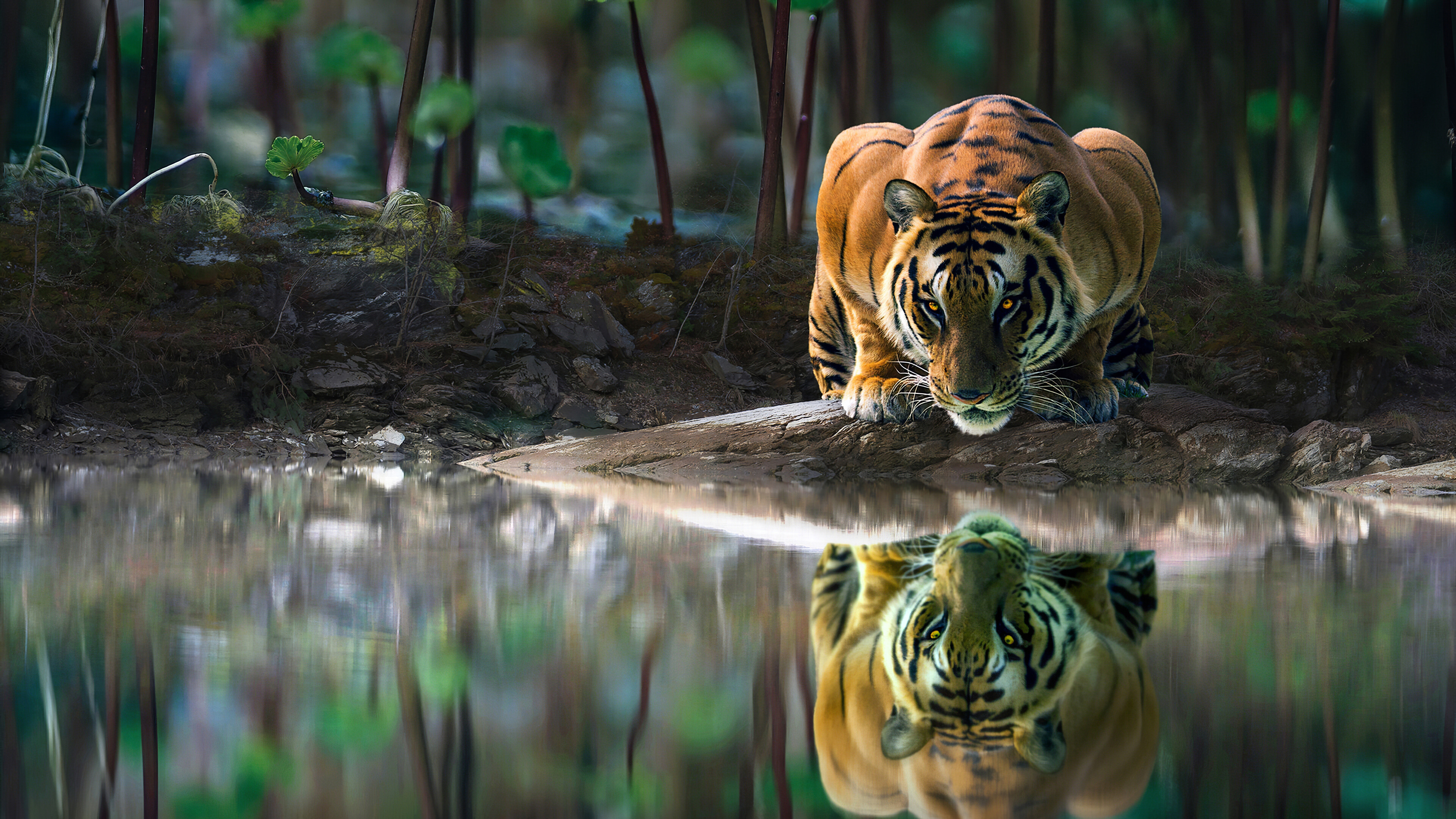 Tiger Drinking Water Hd - HD Wallpaper 