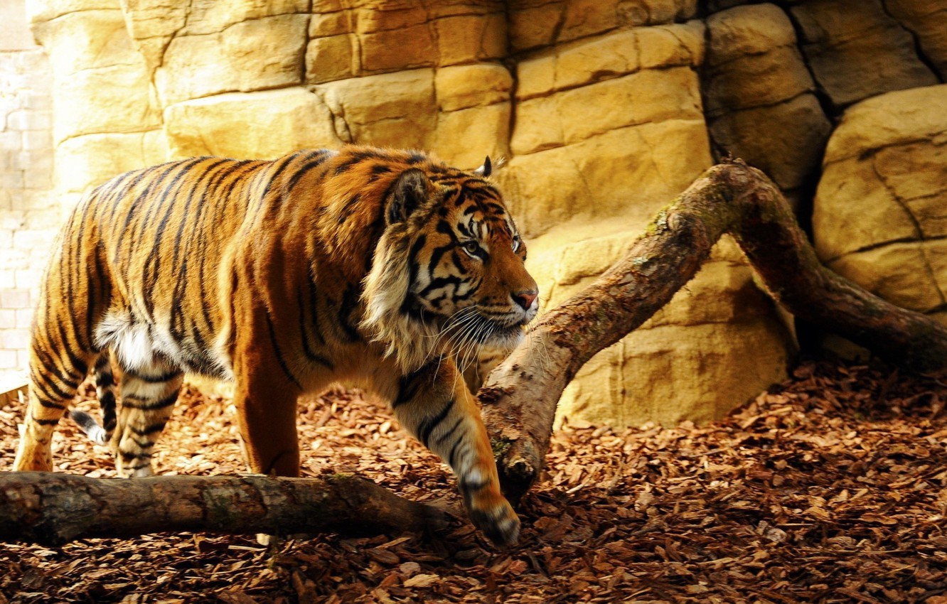 Photo Wallpaper Nature, Tiger, Beautiful, Predator, - Tiger Wallpaper Walking - HD Wallpaper 