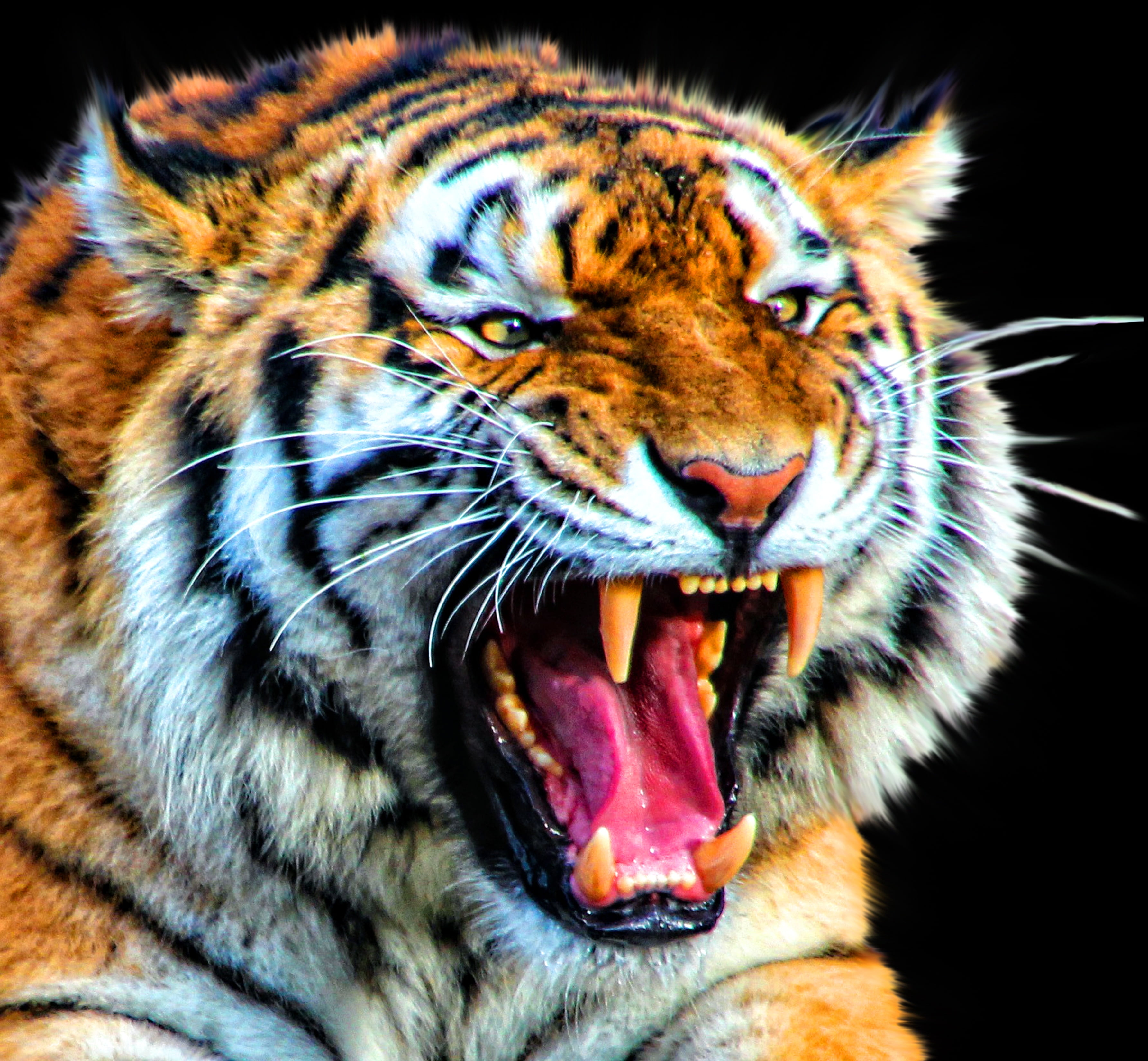 Tiger Background Images Hd - HD Wallpaper 