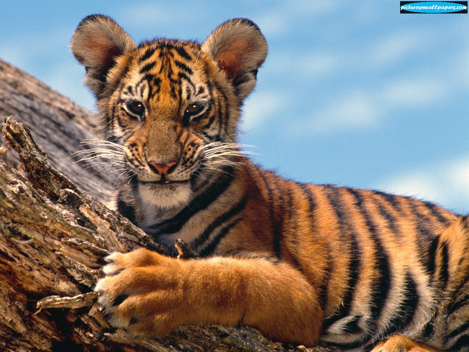Animal Anime Pictures Beautiful Tiger Cub 499316 Wallpaper - Big Cats - HD Wallpaper 