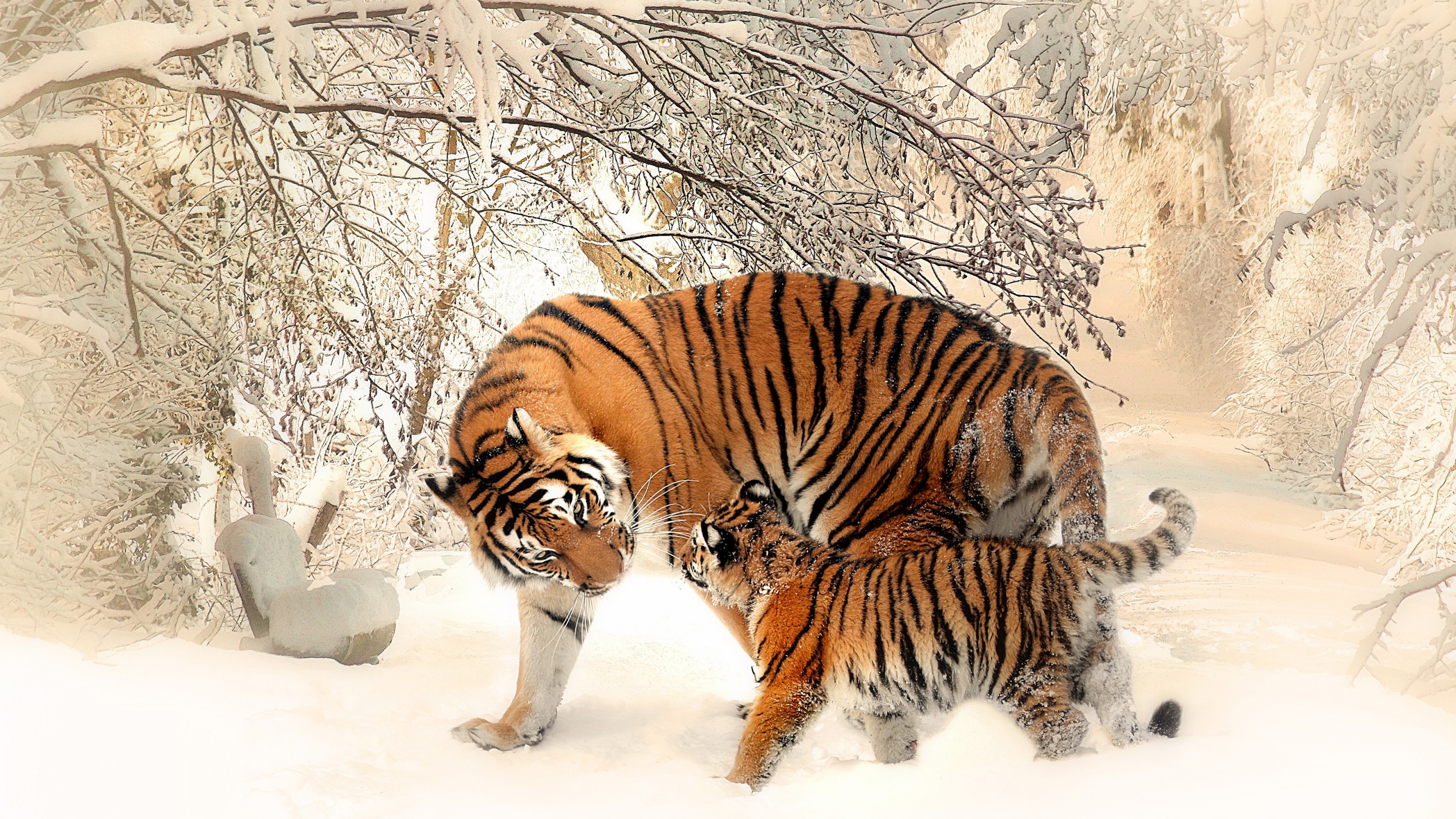 Tiger With Cub - HD Wallpaper 