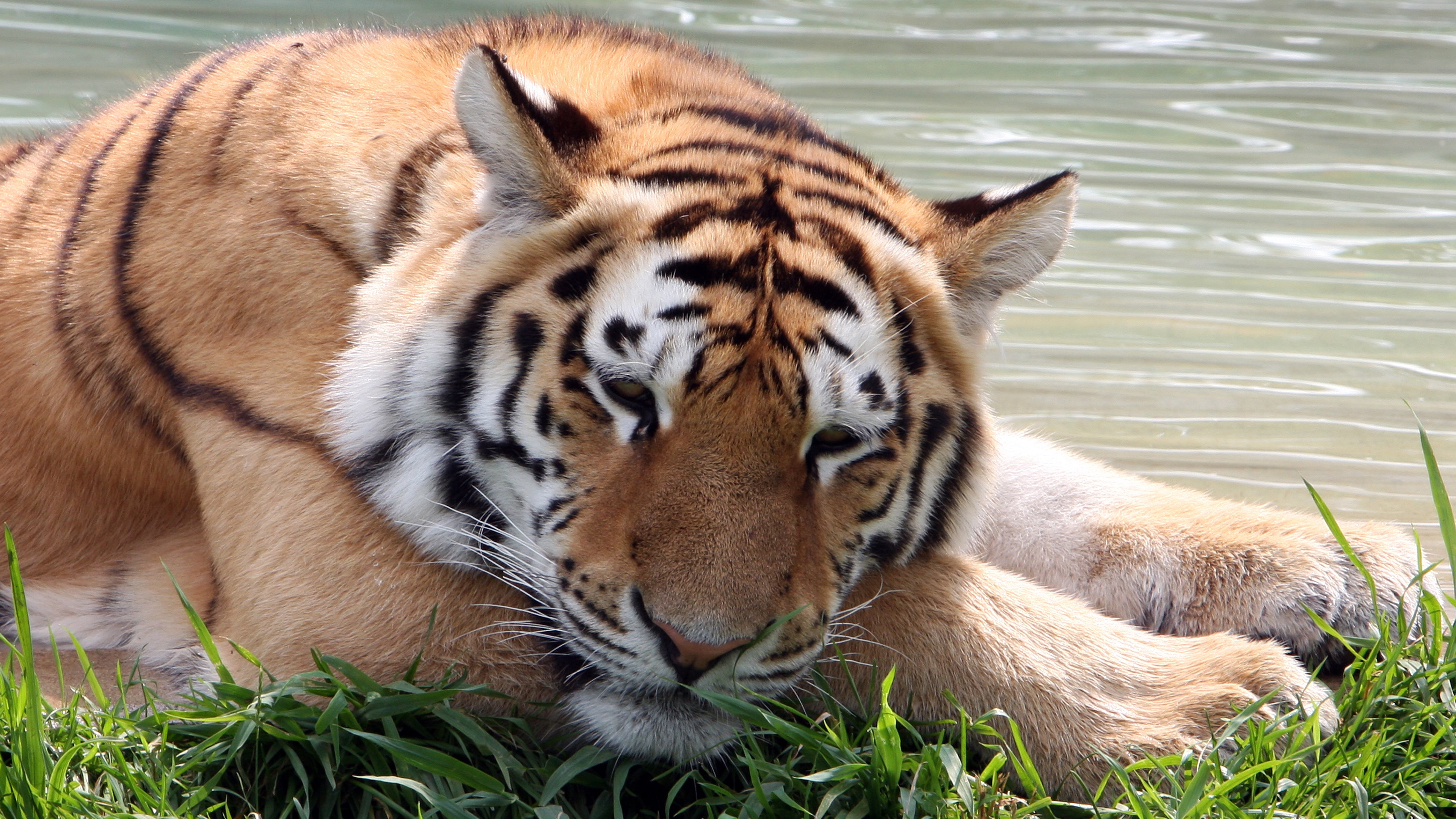 Tiger - HD Wallpaper 