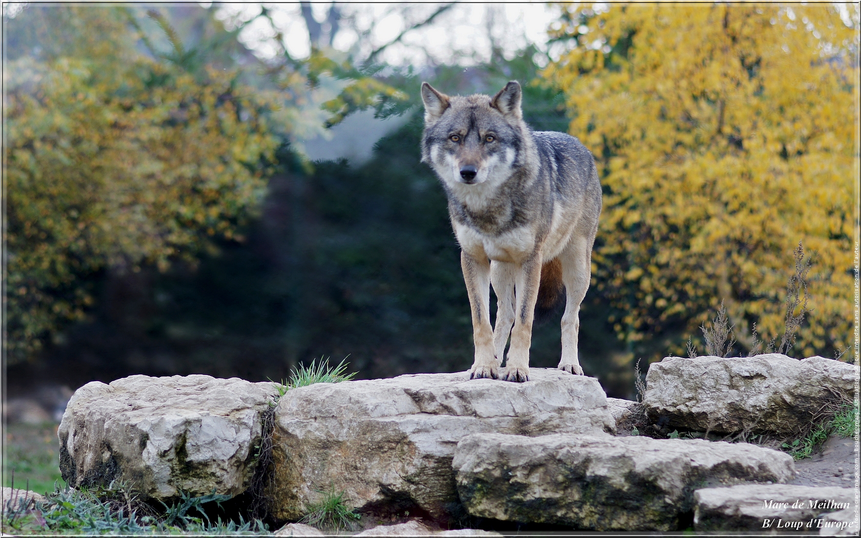 Loup Gris D Europe 1680x1050 Wallpaper Teahub Io Loup Gris D Europe 1680x1050 Wallpaper Teahub Io