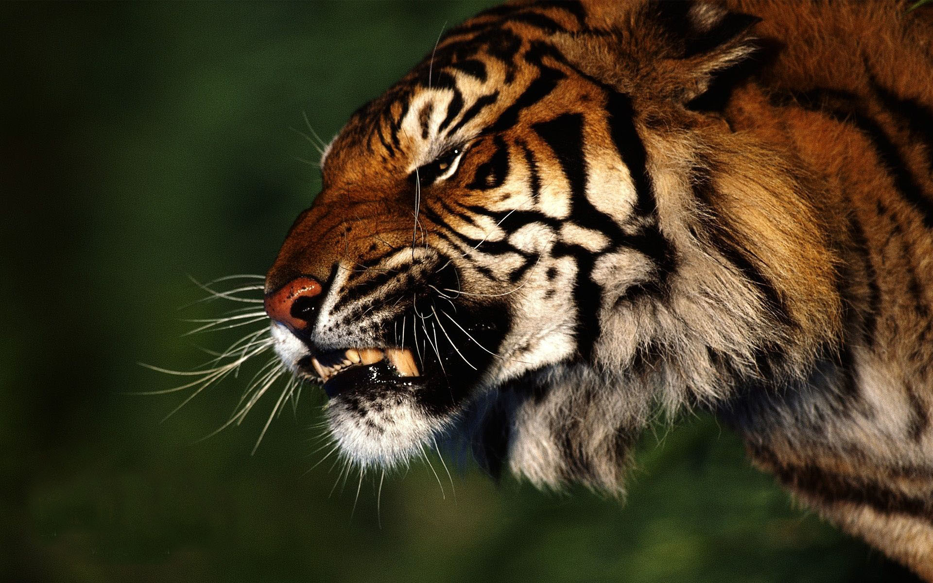Related Image Beautiful Tigers Photos - Tiger Angry - HD Wallpaper 