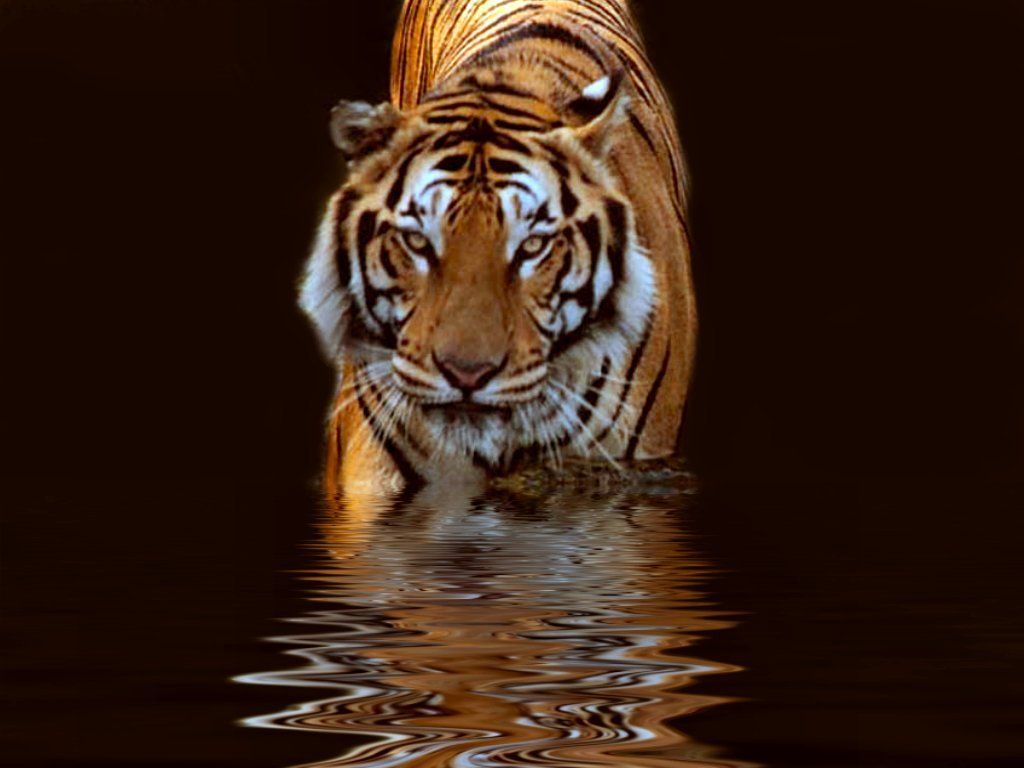 Beautiful Tiger Wallpapers Hd Quality - Fighting Tiger - HD Wallpaper 