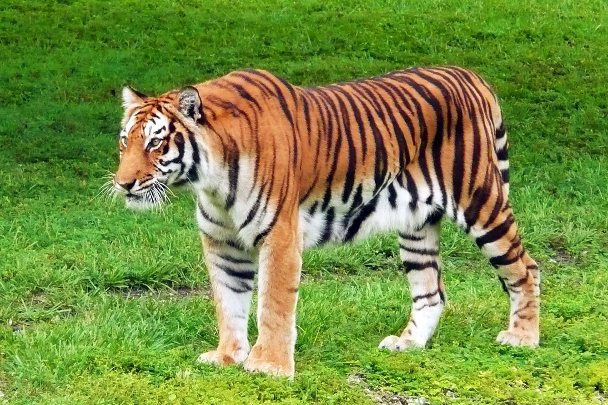 Bengal Tiger Wallpaper 1080p - Siberian Tiger - HD Wallpaper 