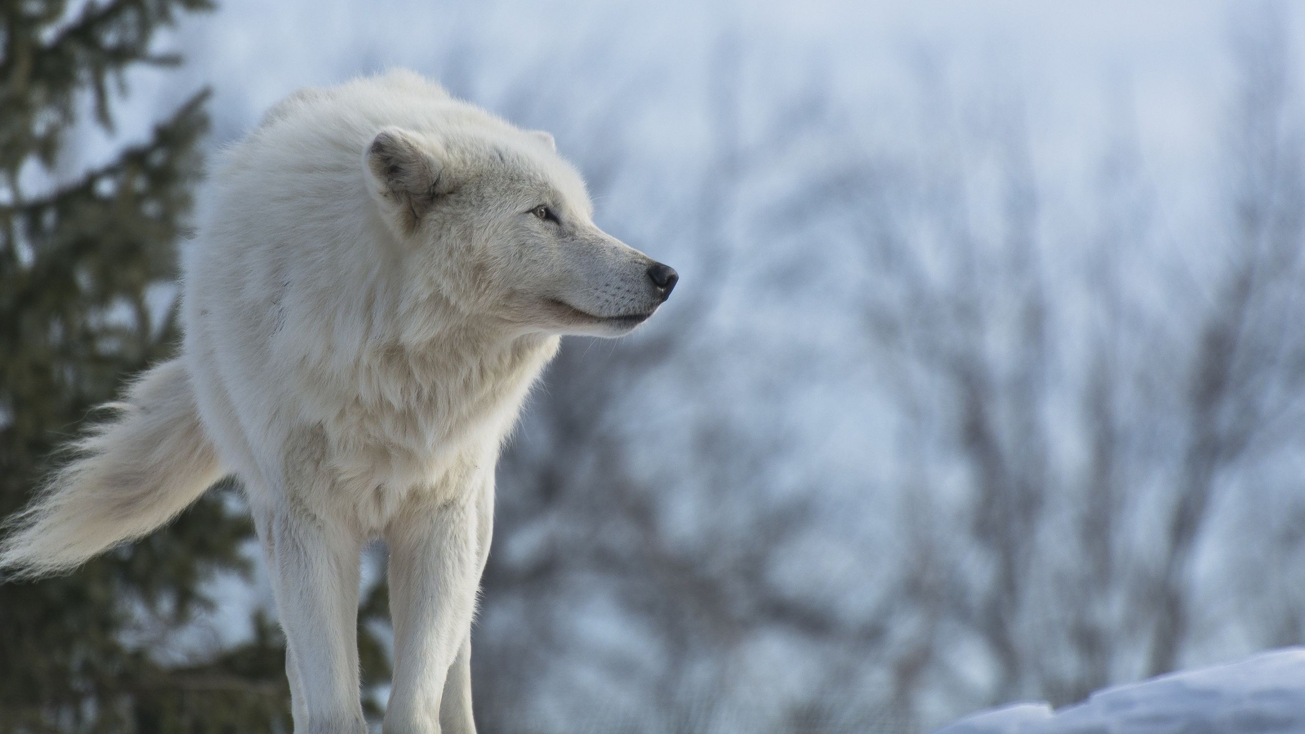 Arctic Wolf High Resolution - HD Wallpaper 