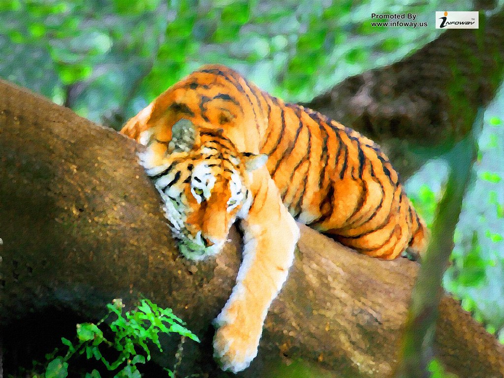 Tigers Sleeping In Trees - HD Wallpaper 