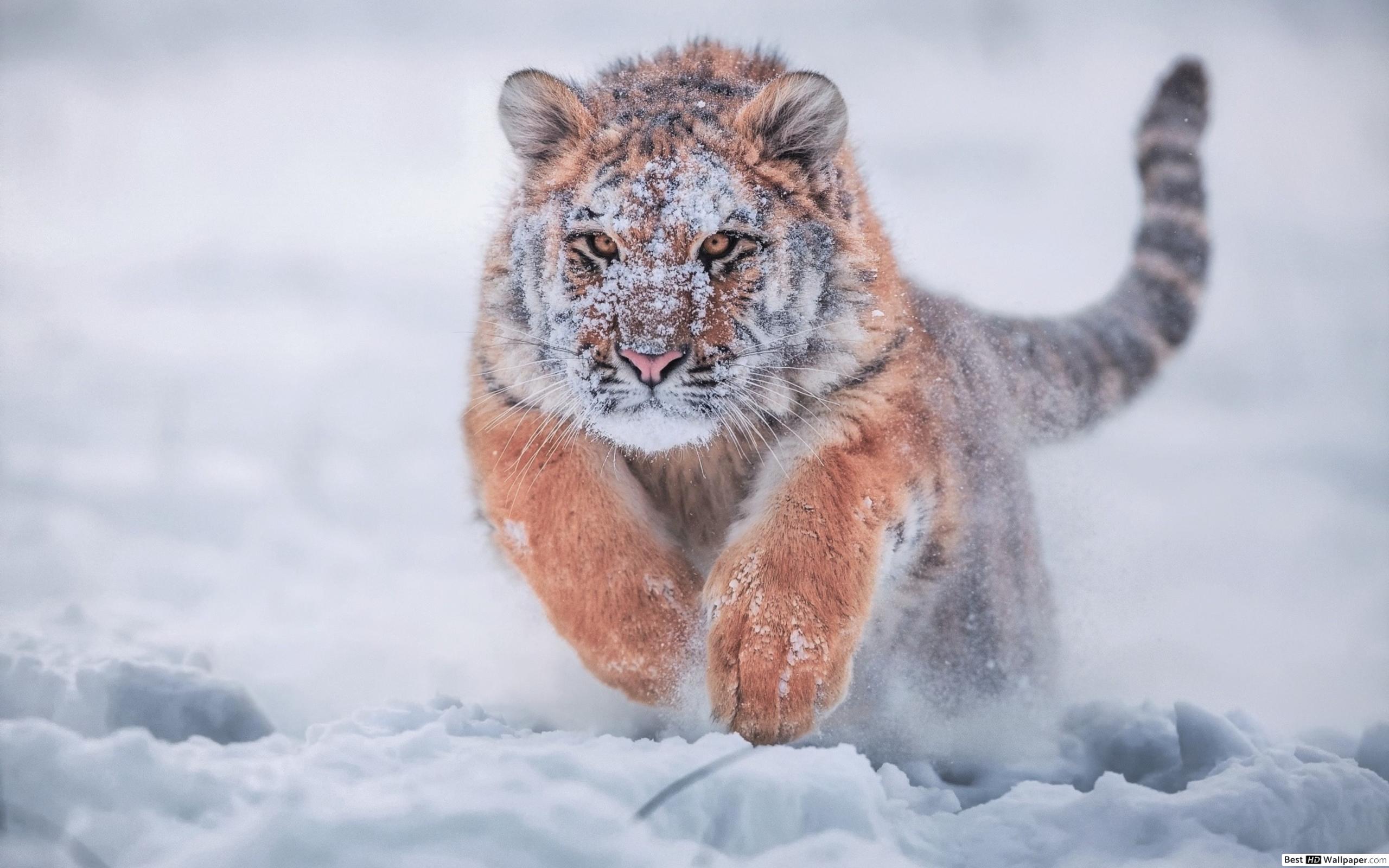 Snow Siberian Tiger - HD Wallpaper 