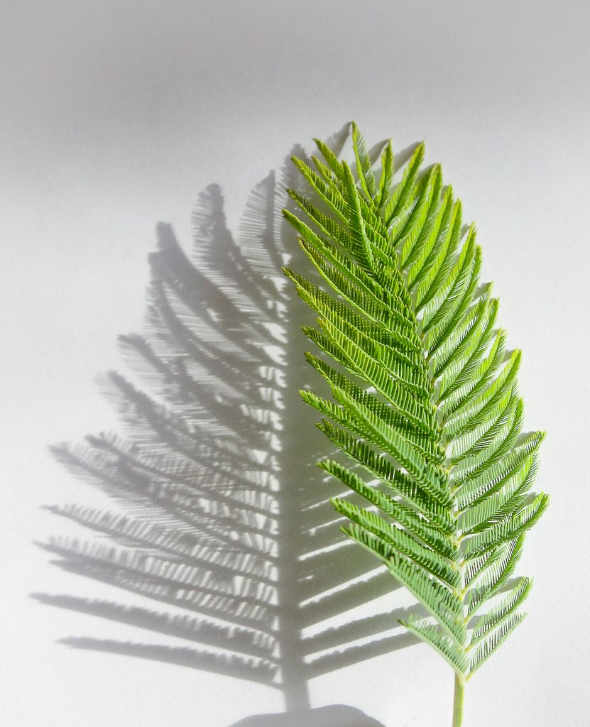 Pond Pine - HD Wallpaper 