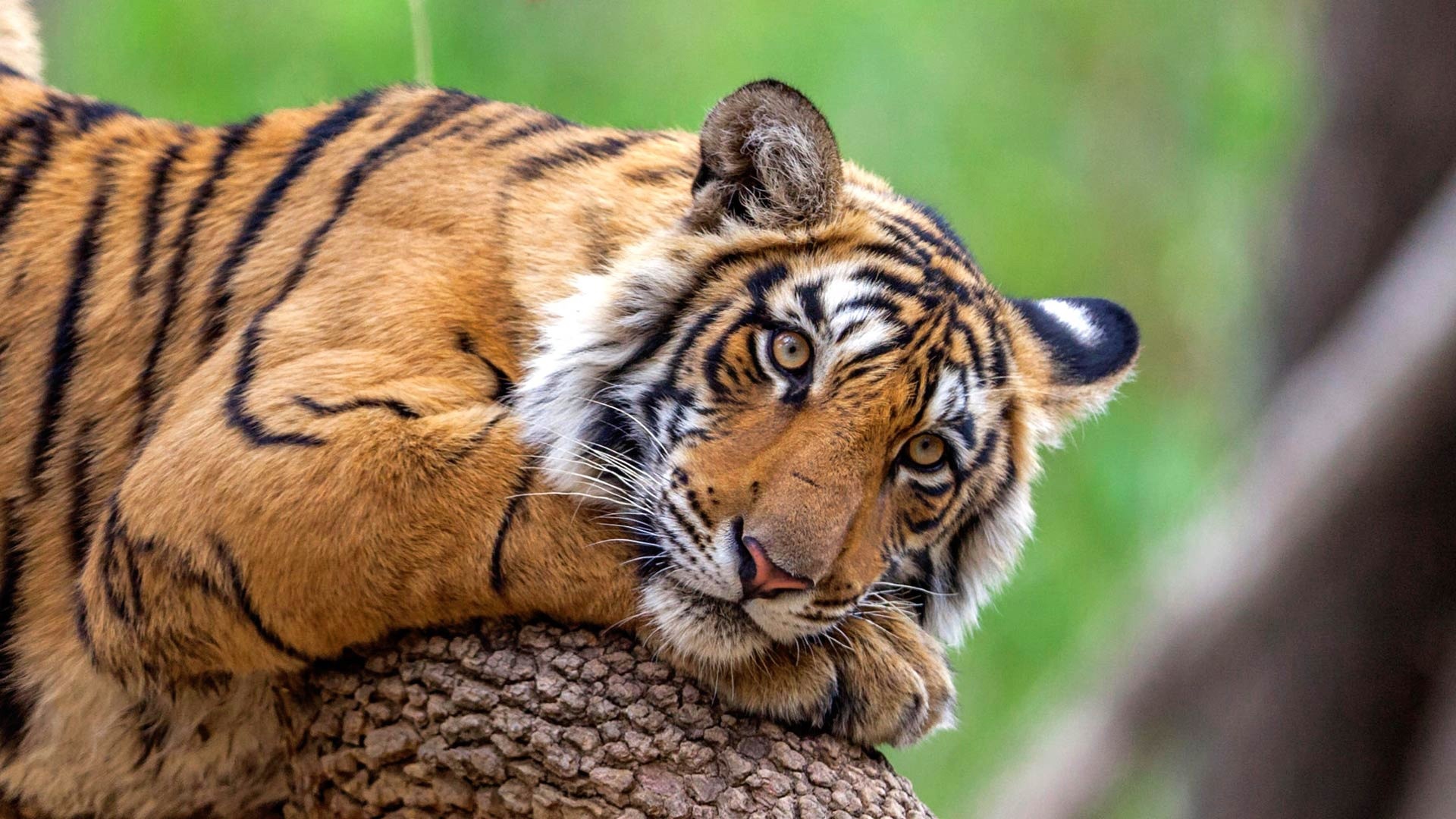 Wallpaper Tiger Rest, Look At You - Bengal Tiger On A Tree - HD Wallpaper 