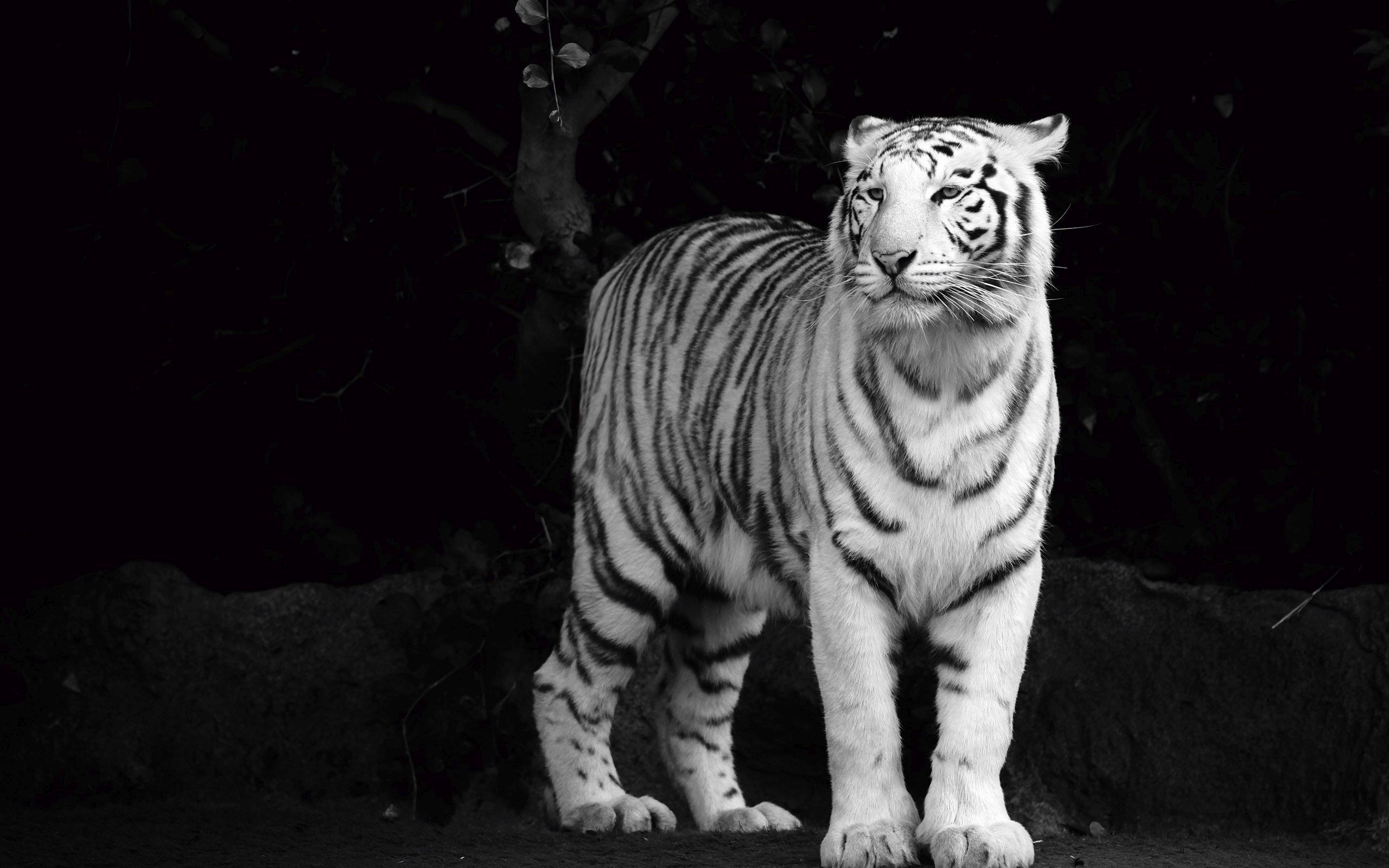 White Tiger - HD Wallpaper 