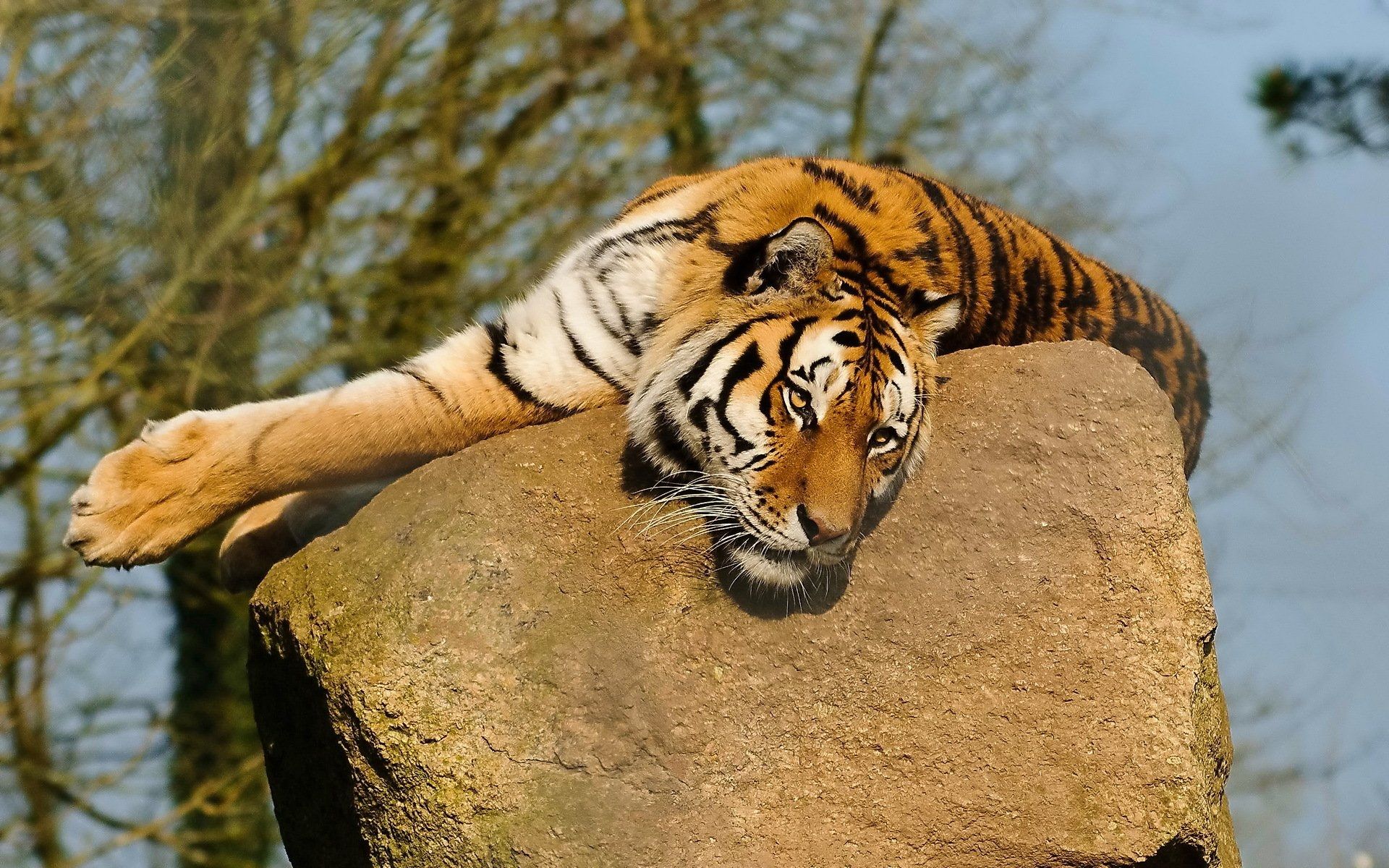 Tiger On Stone, Full Hd Wallpaper - Tiger On The Rock - HD Wallpaper 