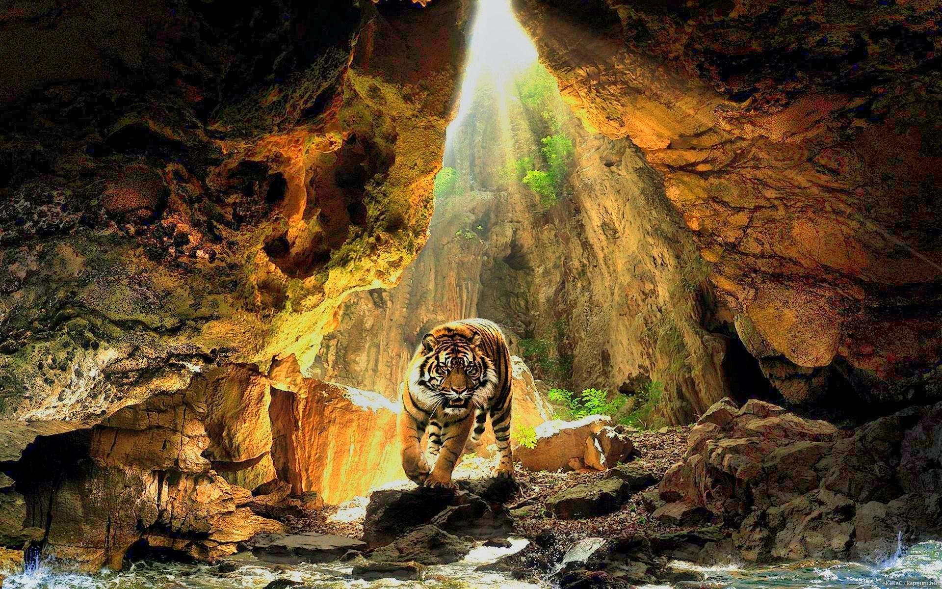 Tiger Running In Nature Trees Forest Wallpaper - Bengal Tiger Wallpaper Hd - 1920x1200 Wallpaper Tiger Running In Nature Trees Forest Wallpaper - Bengal Tiger Wallpaper Hd - 1920x1200 Wallpaper