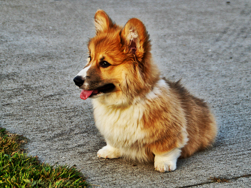 Cardigan Welsh Corgi - HD Wallpaper 