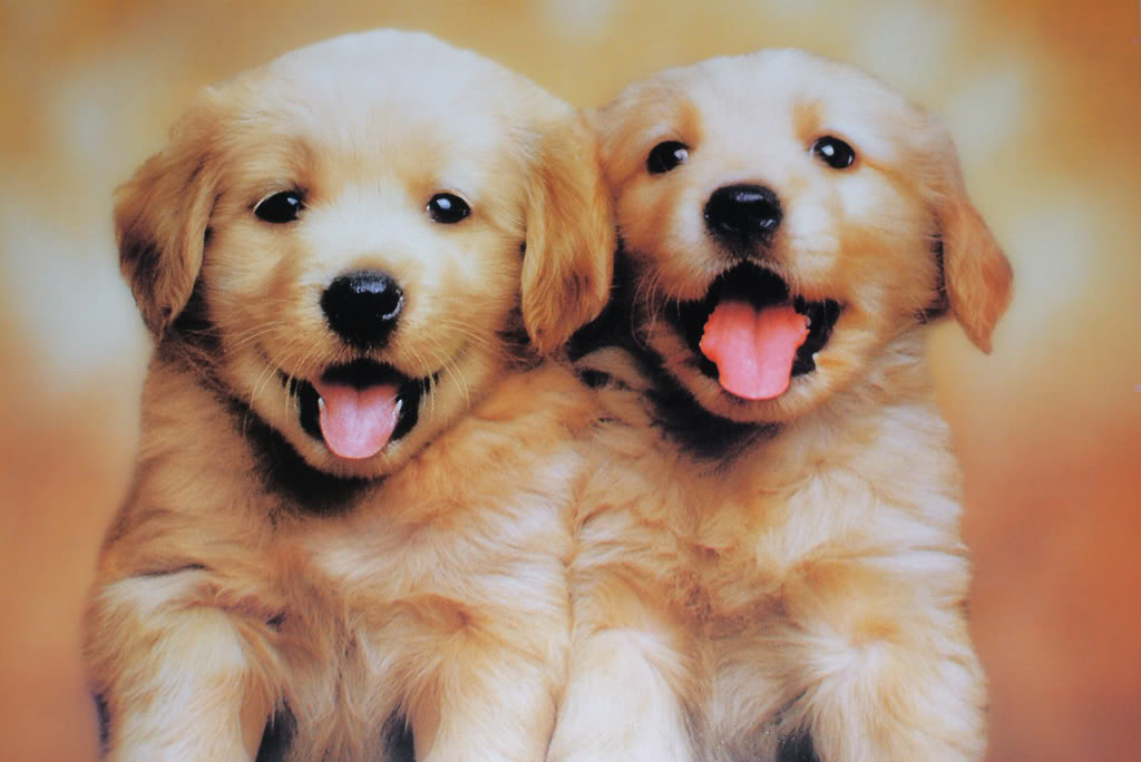 Corgi Puppy Wallpaper Wallpaper cute Dogs And Puppies - Cutest Baby Dog In The World - 1024x684 Wallpaper Corgi Puppy Wallpaper Wallpaper cute Dogs And Puppies - Cutest Baby Dog In The World - 1024x684 Wallpaper