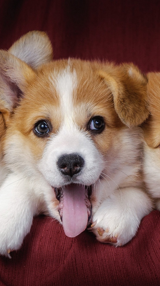 Wallpaper Welsh Corgi, Puppies, Dogs - Puppies In The Galaxy - HD Wallpaper 