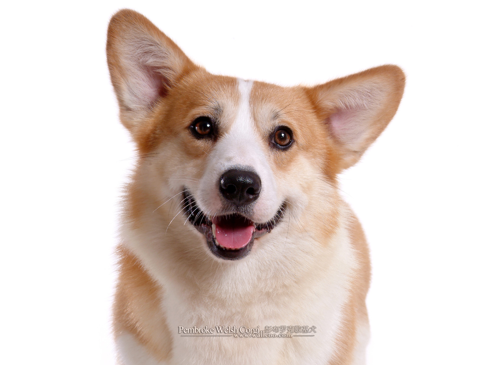 Pembroke Welsh Corgi Dogs And Pembroke Welsh Corgi - Pembroke Welsh Corgis Png - HD Wallpaper 