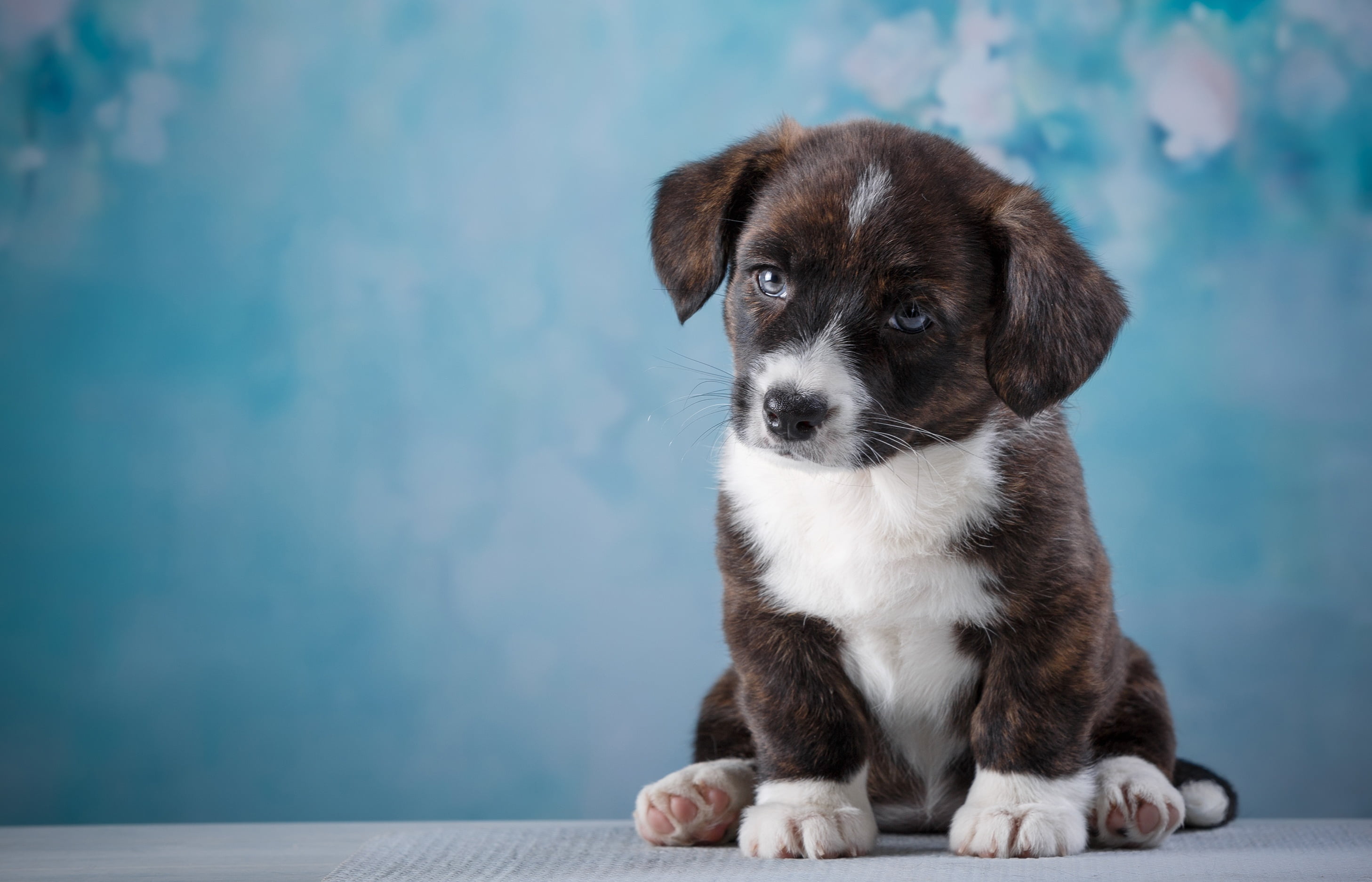 Dogs And Puppys Moving - HD Wallpaper 