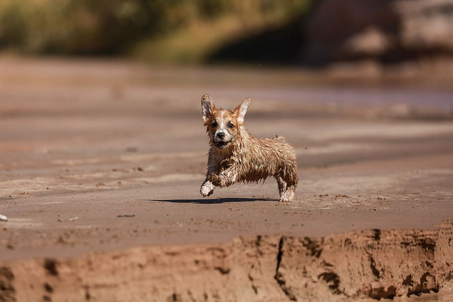 Brown Dog Running, Tan Pembroke Welsh Corgi Puppy Running - Dog - HD Wallpaper 