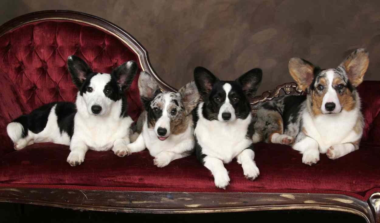 Cardigan Welsh Corgi - HD Wallpaper 