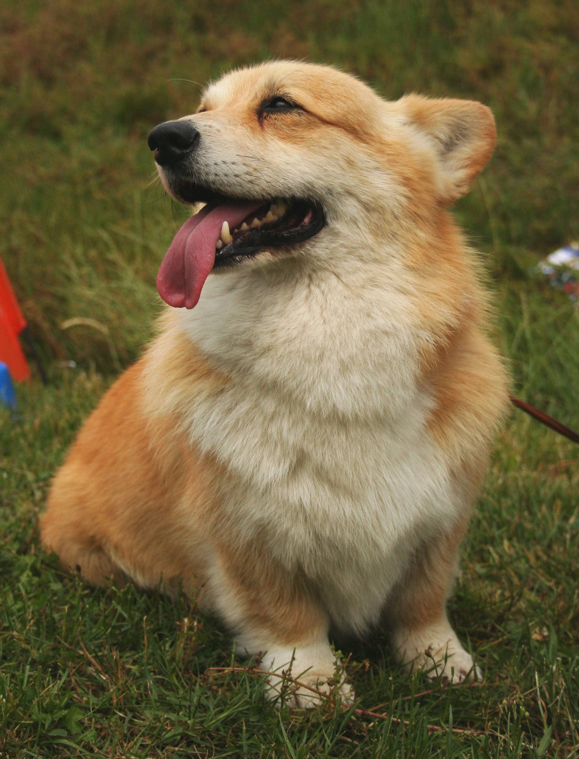 Corgi Puppy Pictures - Good Boy Dog Memes - HD Wallpaper 