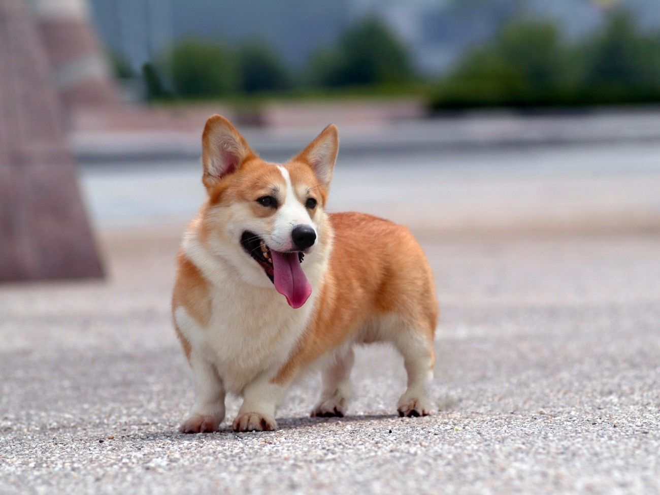 Pembroke Welsh Corgi - HD Wallpaper 