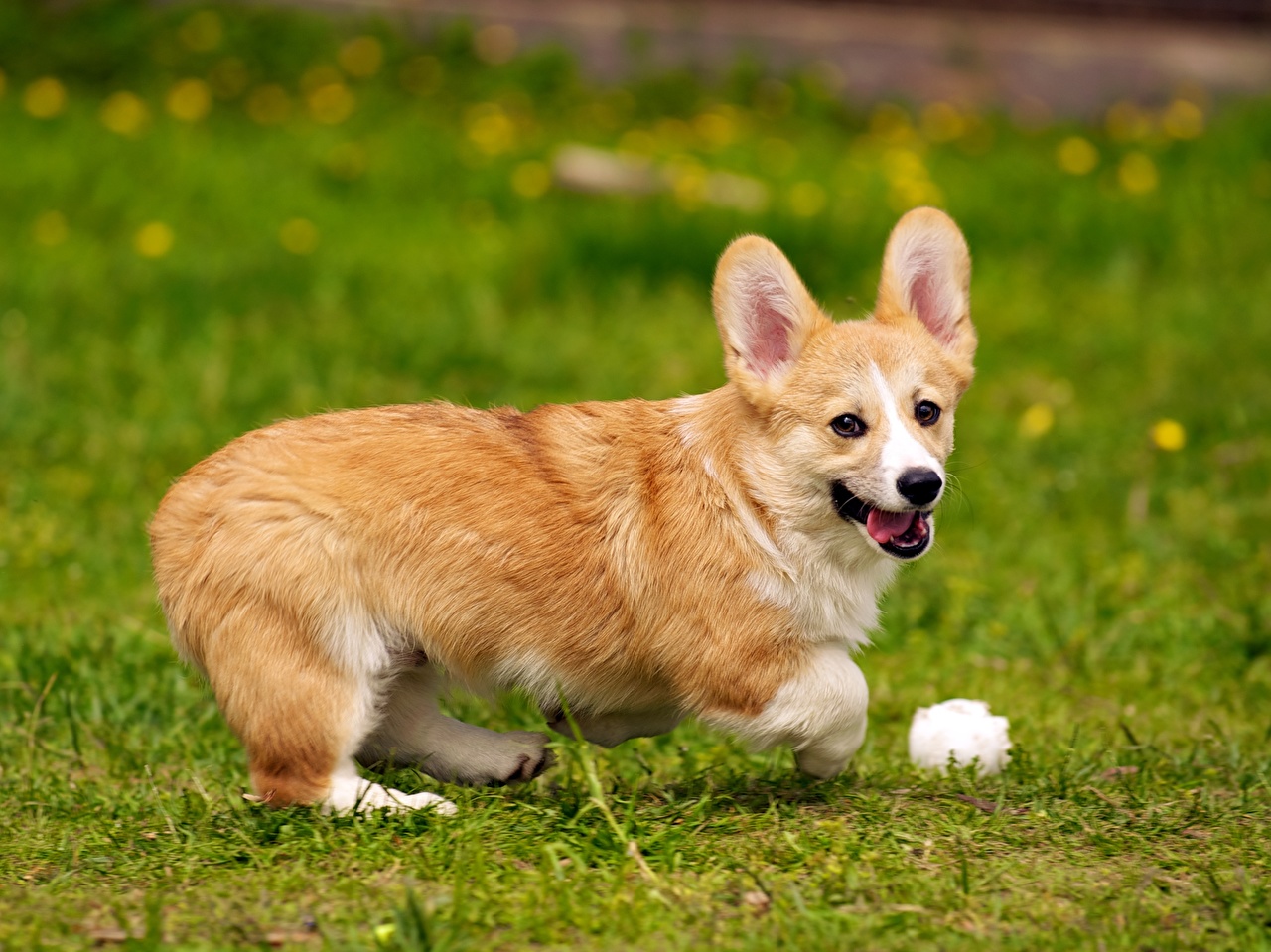 Welsh Corgi Dog Wallpaper Hd - HD Wallpaper 