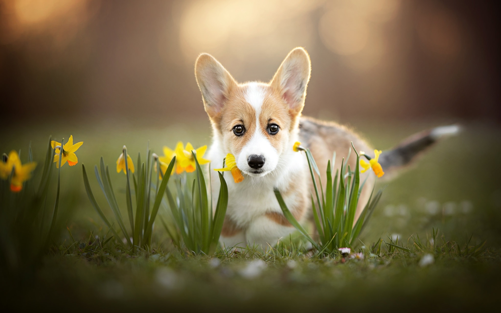 Corgi Puppy, Cute Animals, Welsh Corgi, Dogs, Little - Corgi Daffodils - HD Wallpaper 
