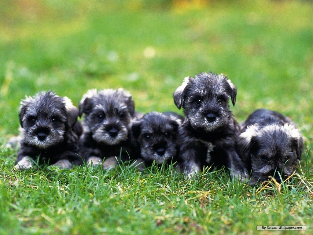 Puppy Wallpaper - Mini Schnauzer - HD Wallpaper 