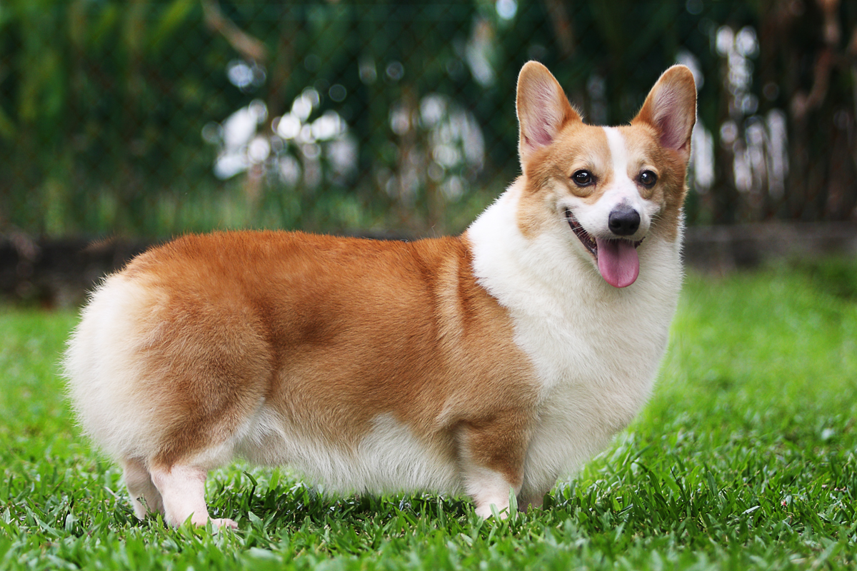 Corgi - HD Wallpaper 