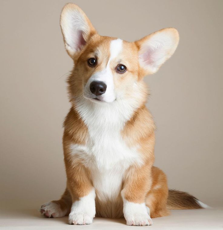 Nice Wallpapers Corgi 736x758px - Corgi Dog - HD Wallpaper 
