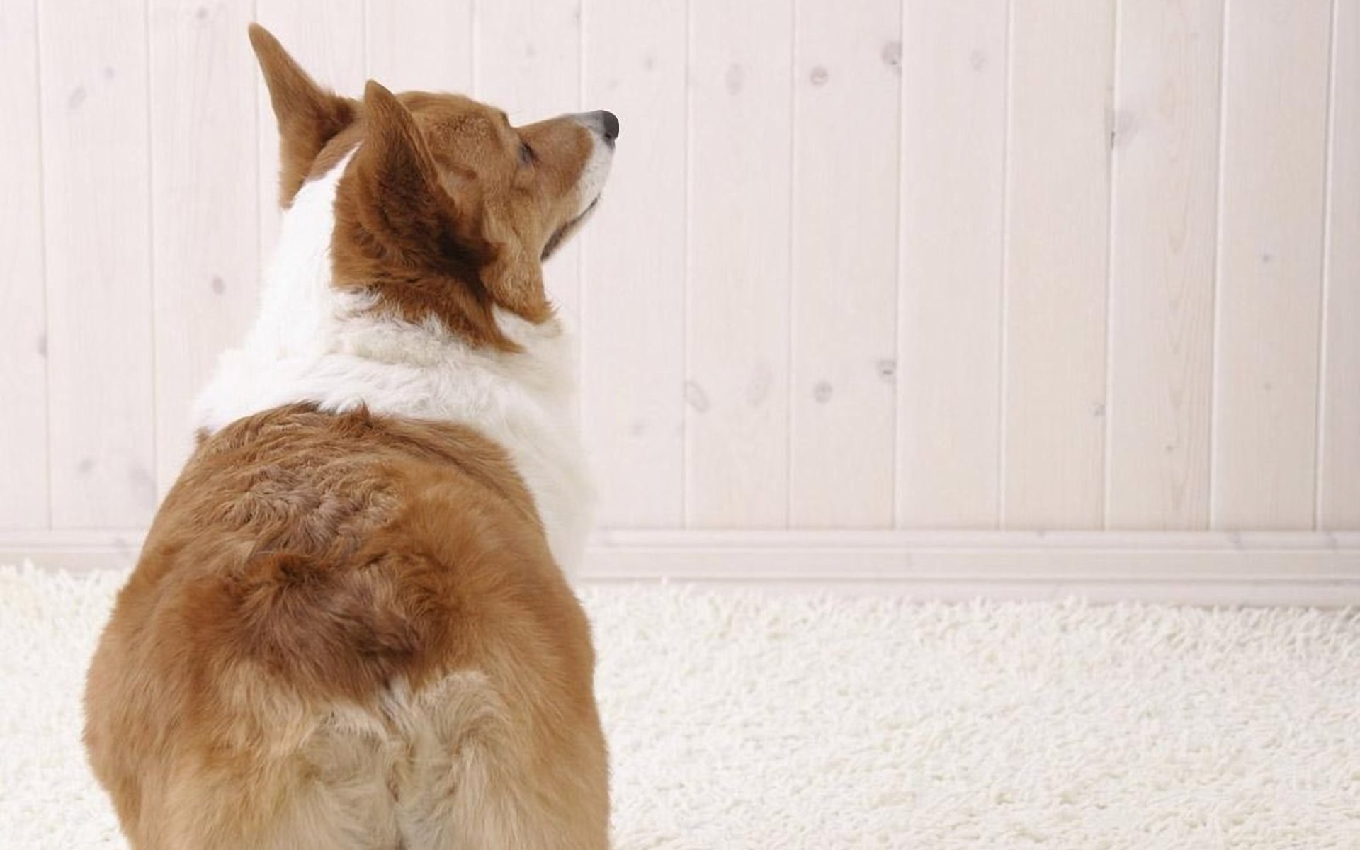 Sayings About Man And His Dog Being - HD Wallpaper 