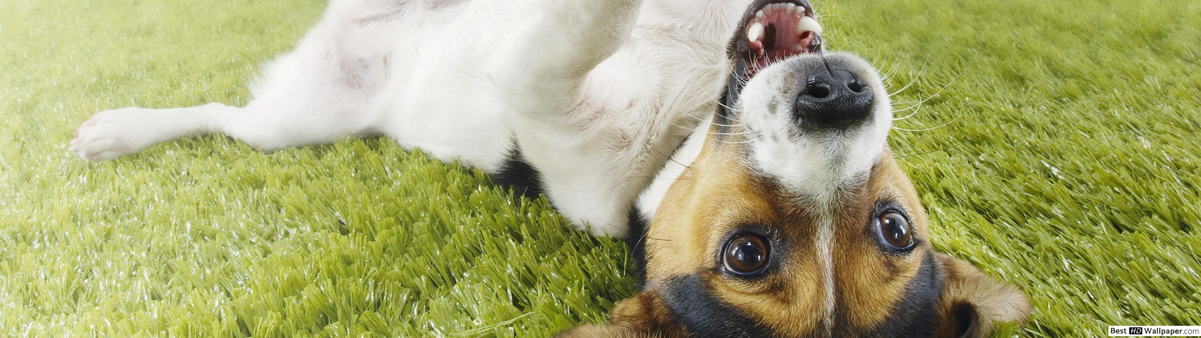 Jack Russell - 3840x1080 Wallpaper - teahub.io