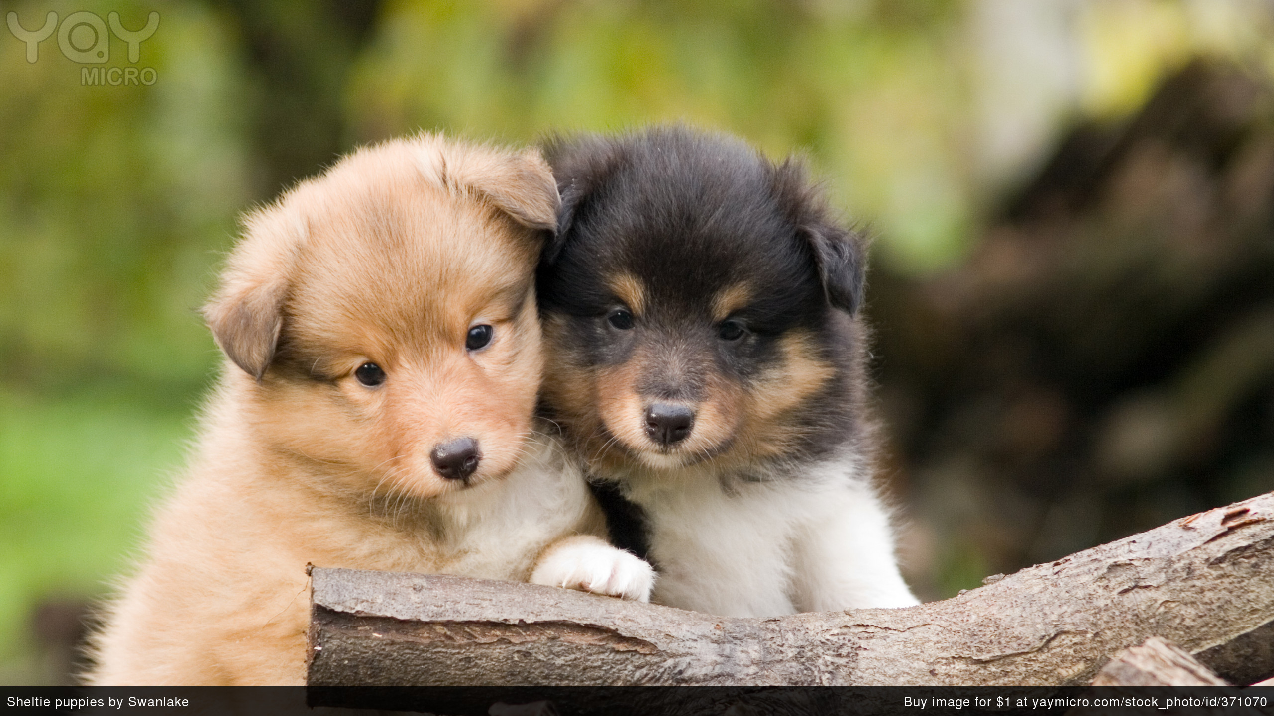 Cute Welsh Corgi Puppy Wallpaper Desktop - Sheltie Puppy - HD Wallpaper 