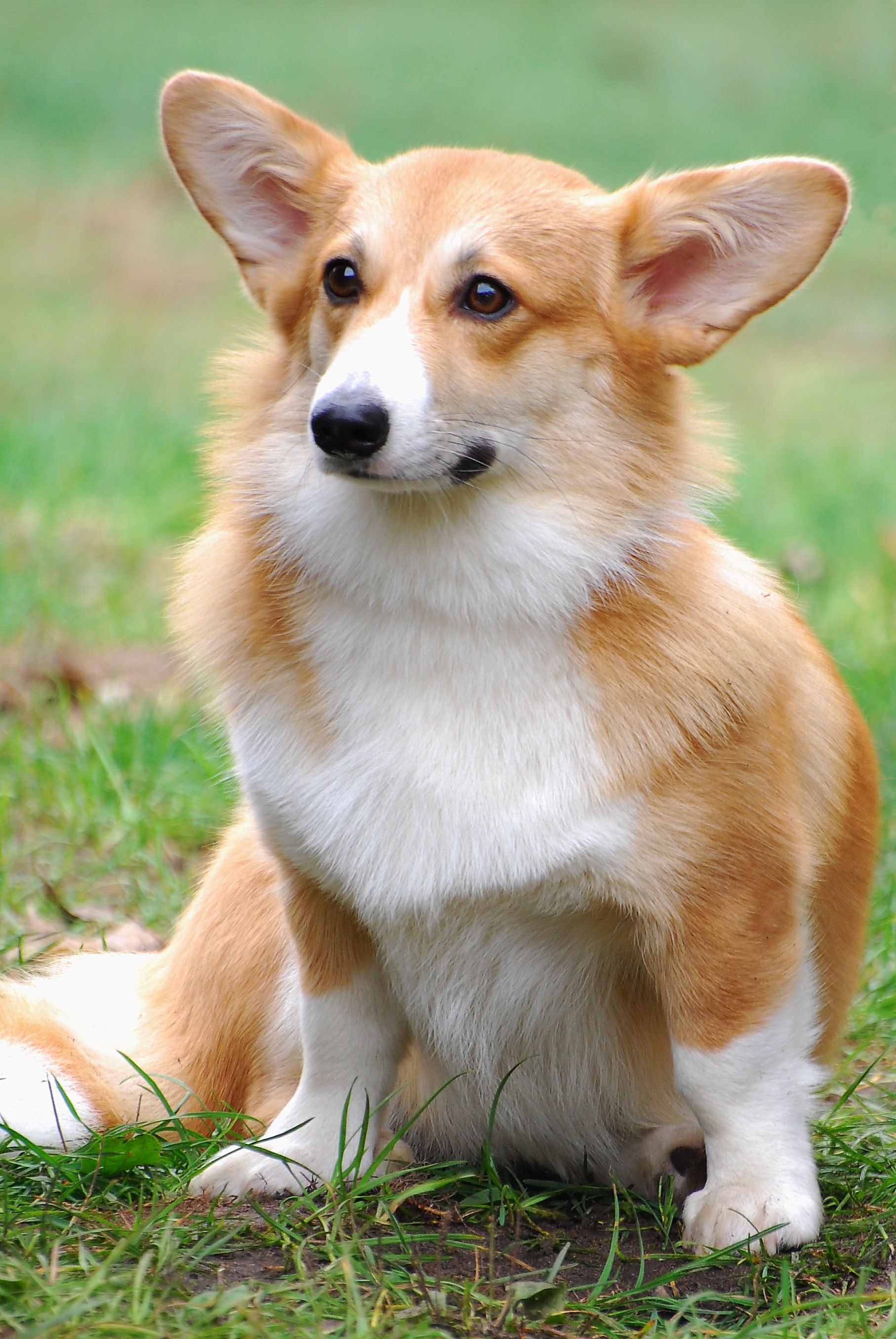 Welsh Corgi Pembroke - HD Wallpaper 