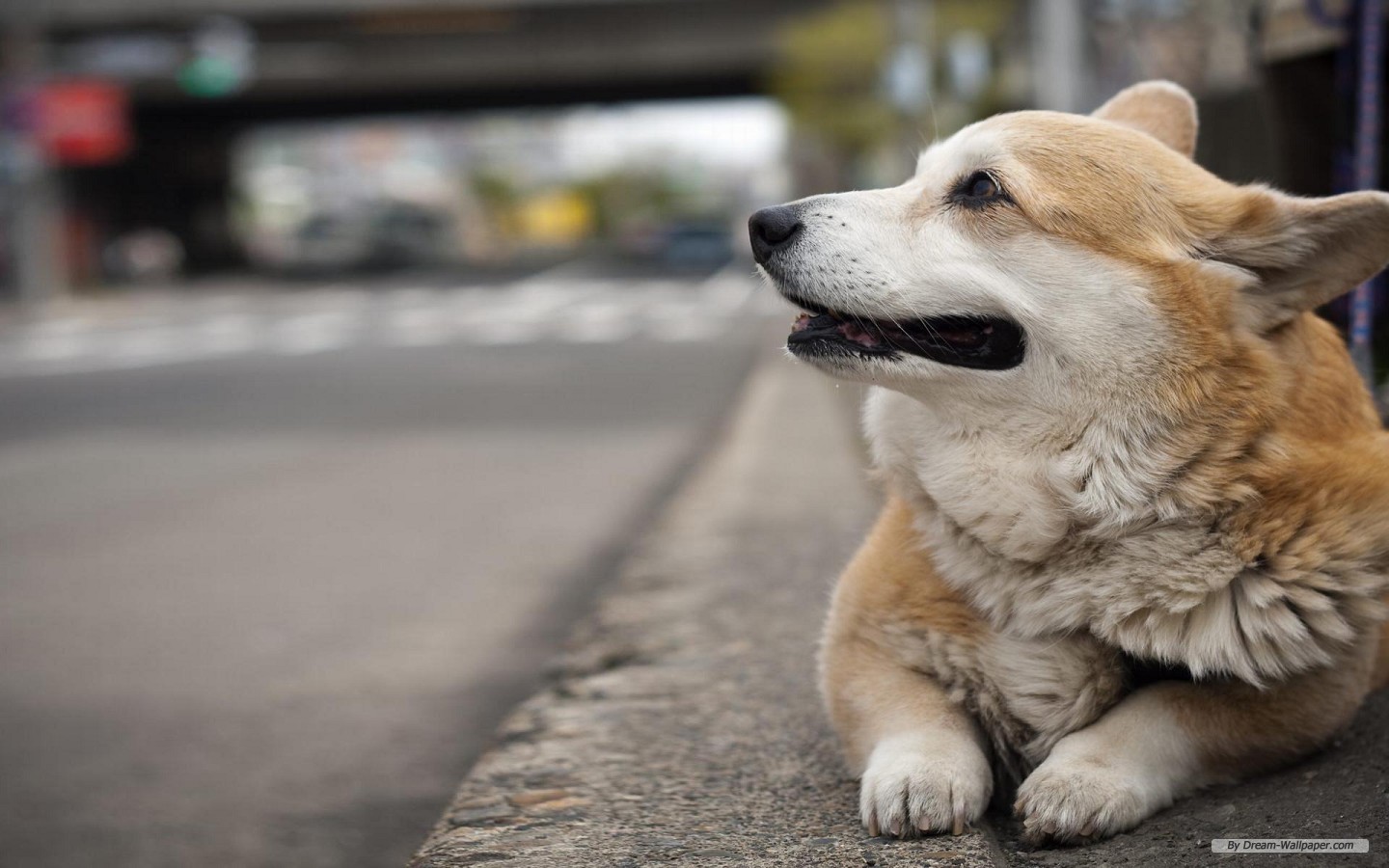 Free Animal Wallpaper - Connors Mum - HD Wallpaper 